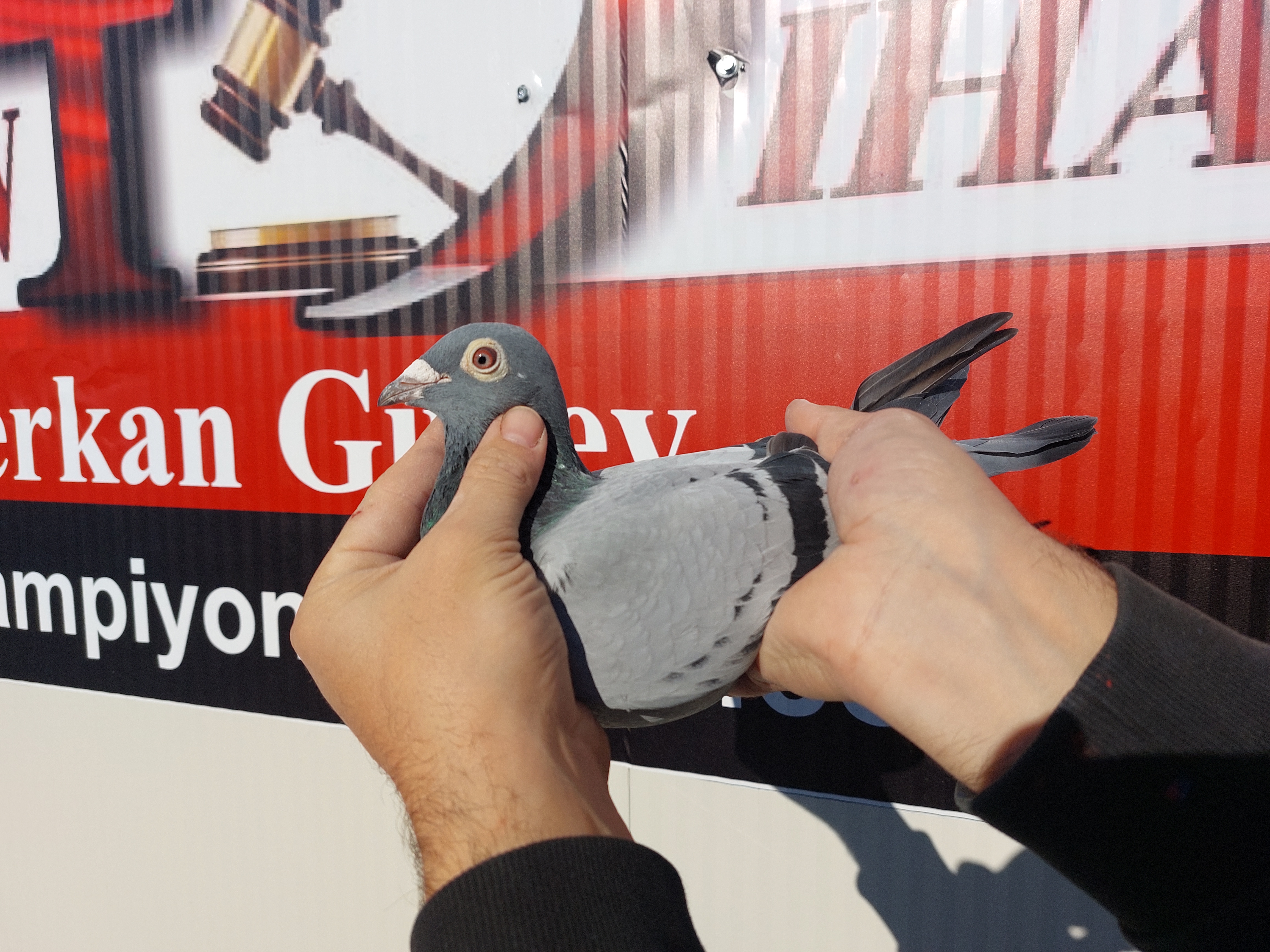 TR-19-126 DİŞİ