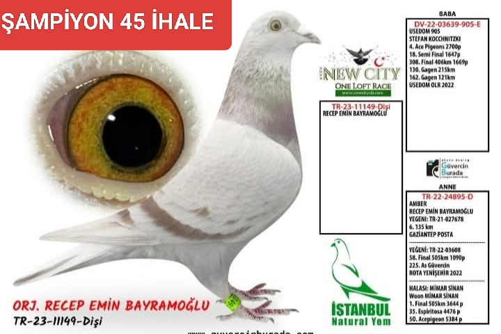 TR-23-34-11149 DİŞİ