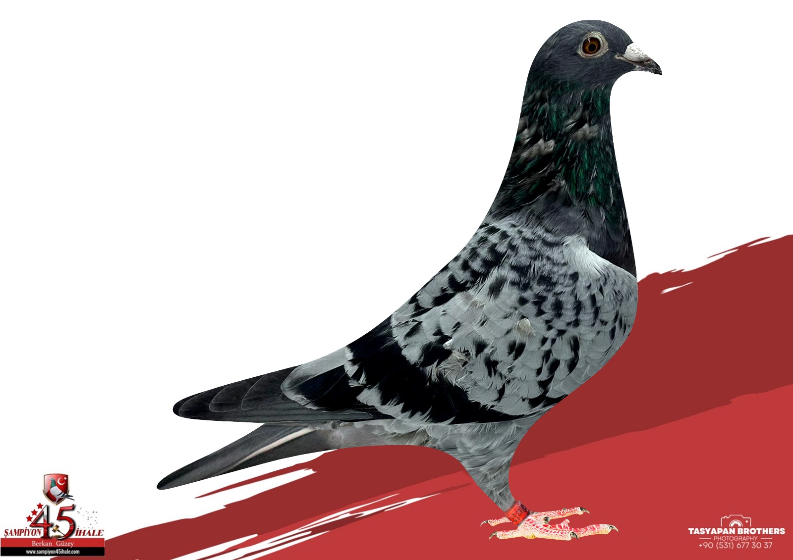 TR-63-15702 KİTTEL PİTBULL 