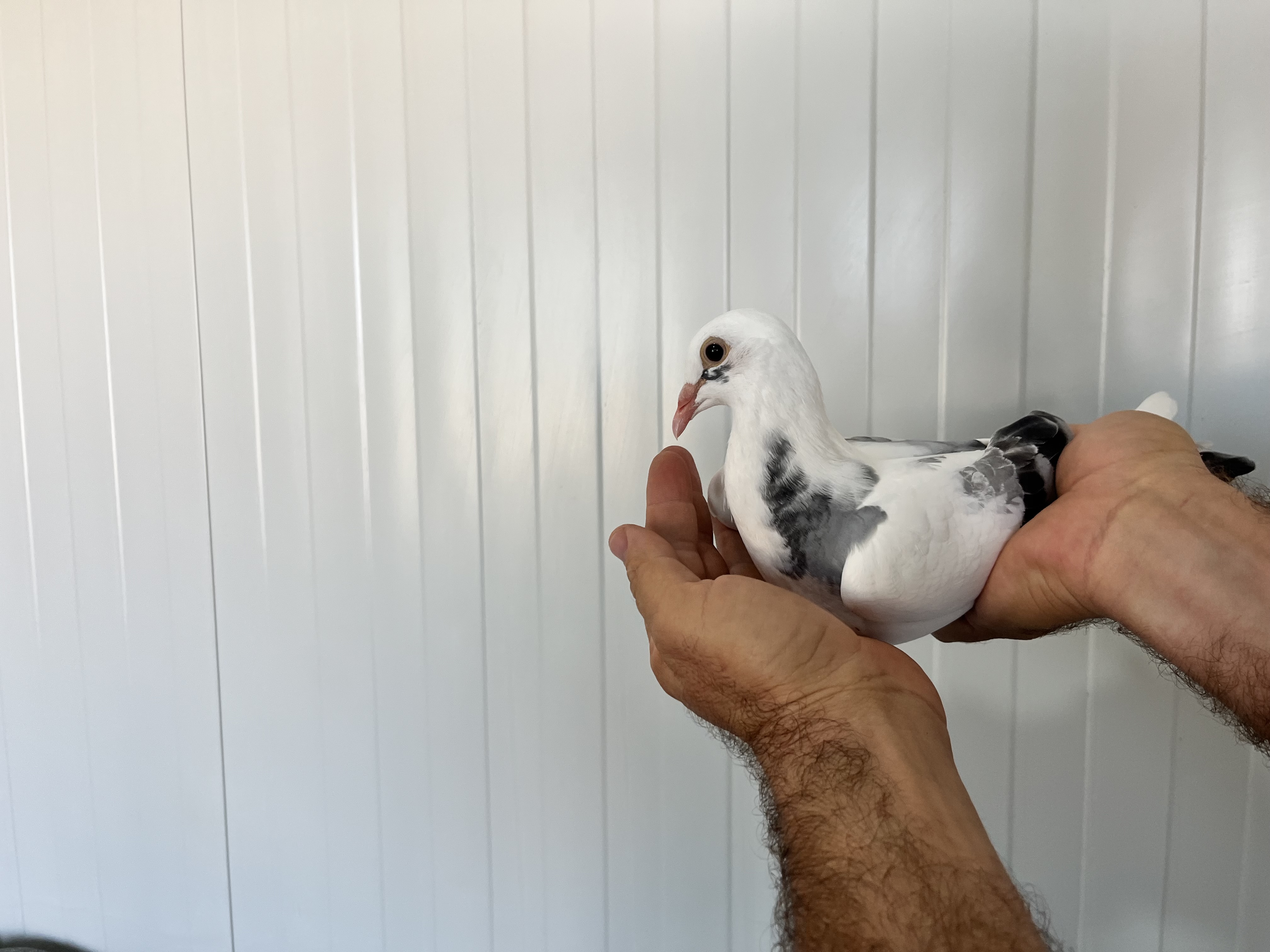 TR-25-16-20449 DİŞİ 