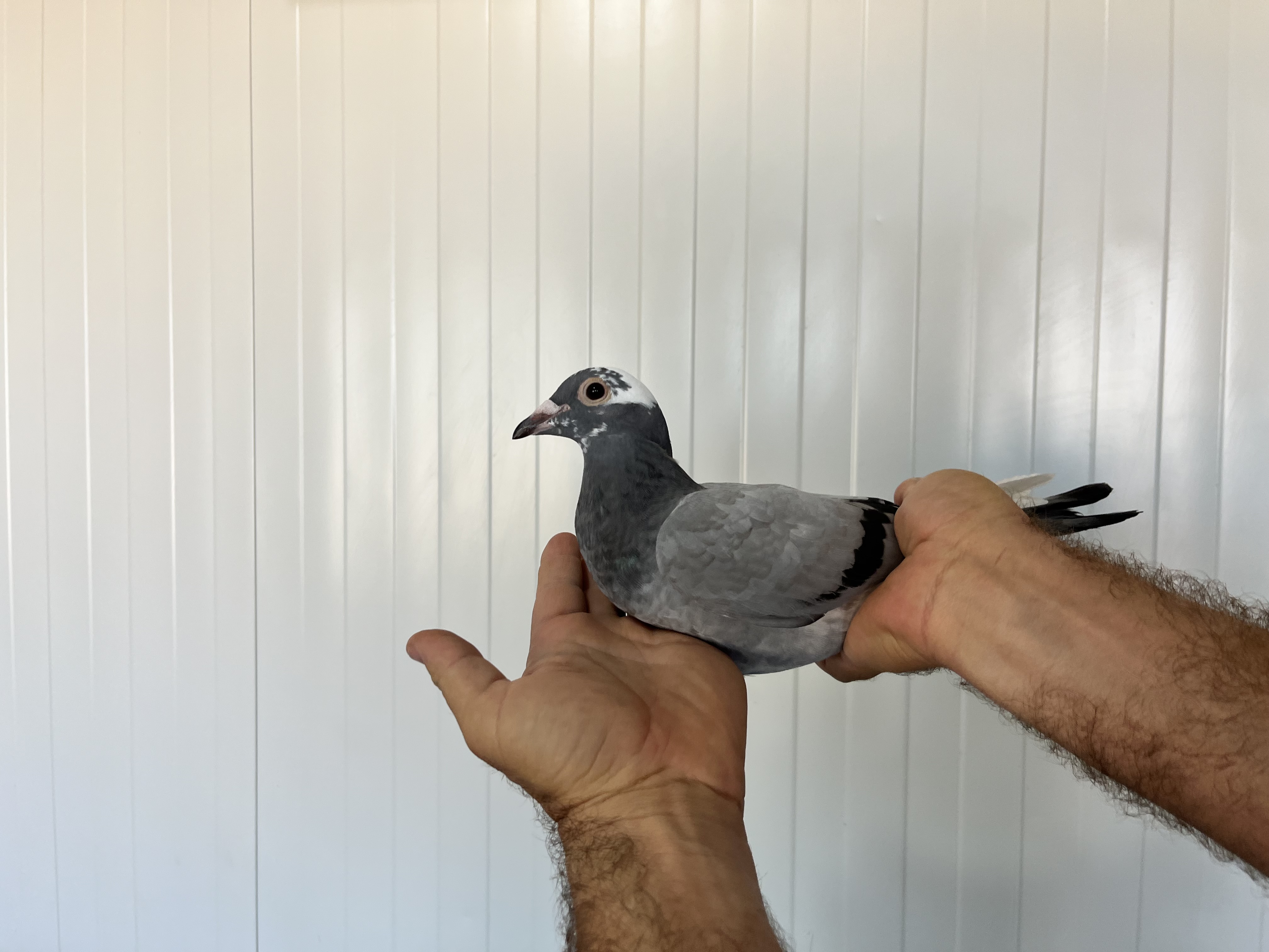 TR-25-16-20372 ERKEK 