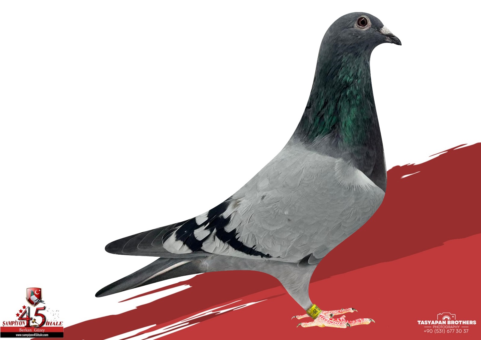 TR-39-2662 LADY KALİMANÇİ PETER VAN DE MERVE 