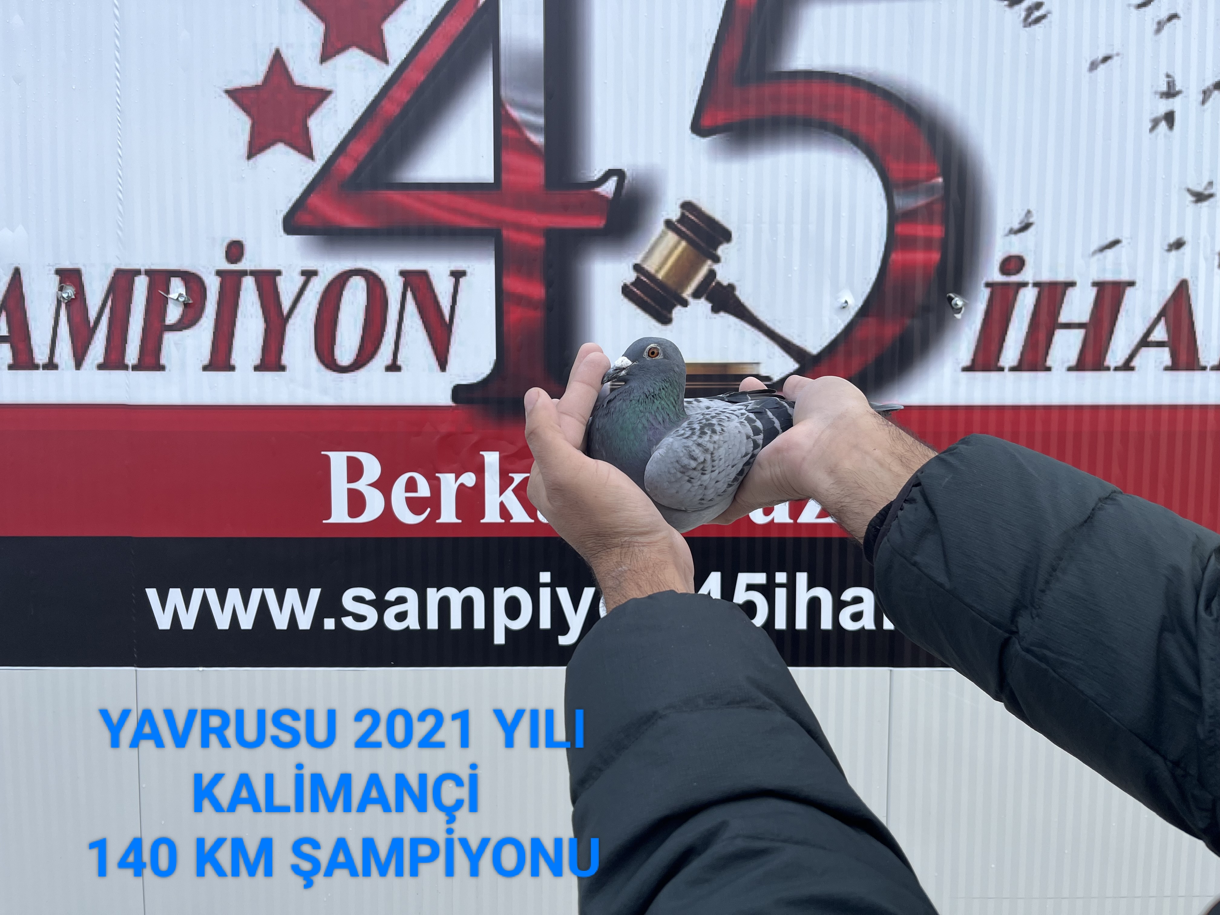 TR-18-076887 DİŞİ YAVRUSU 2021 YILI KALİMANÇİ 140 KM ŞAMPİYONU