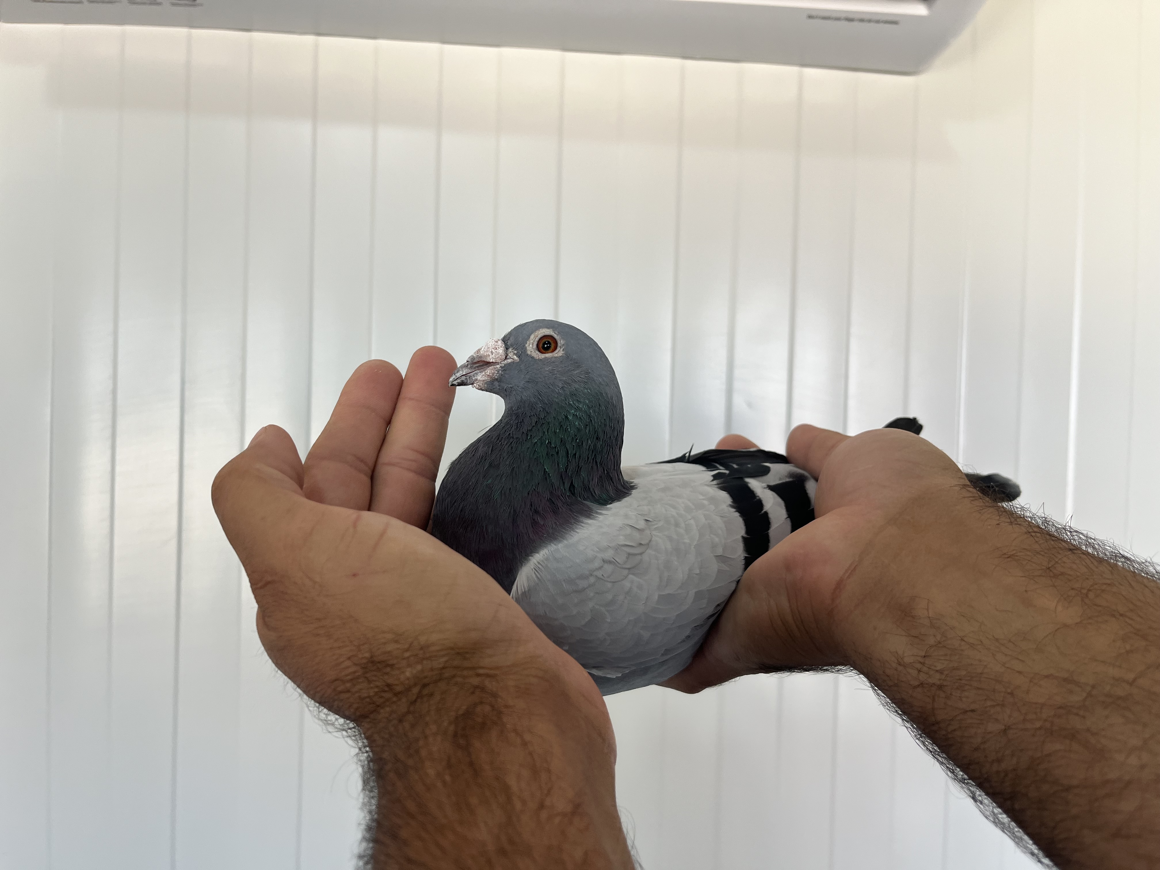 AUS-323-19-26- ERKEK 