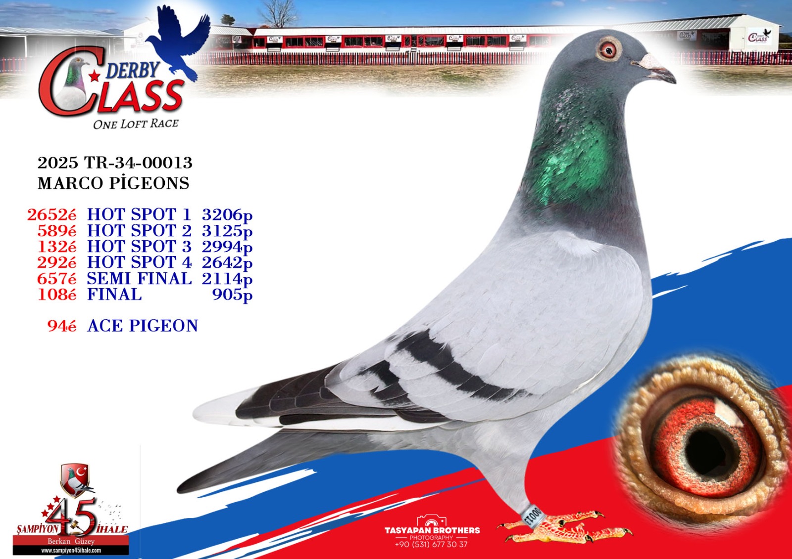 TR-34-0013 MARCO PİGEONS