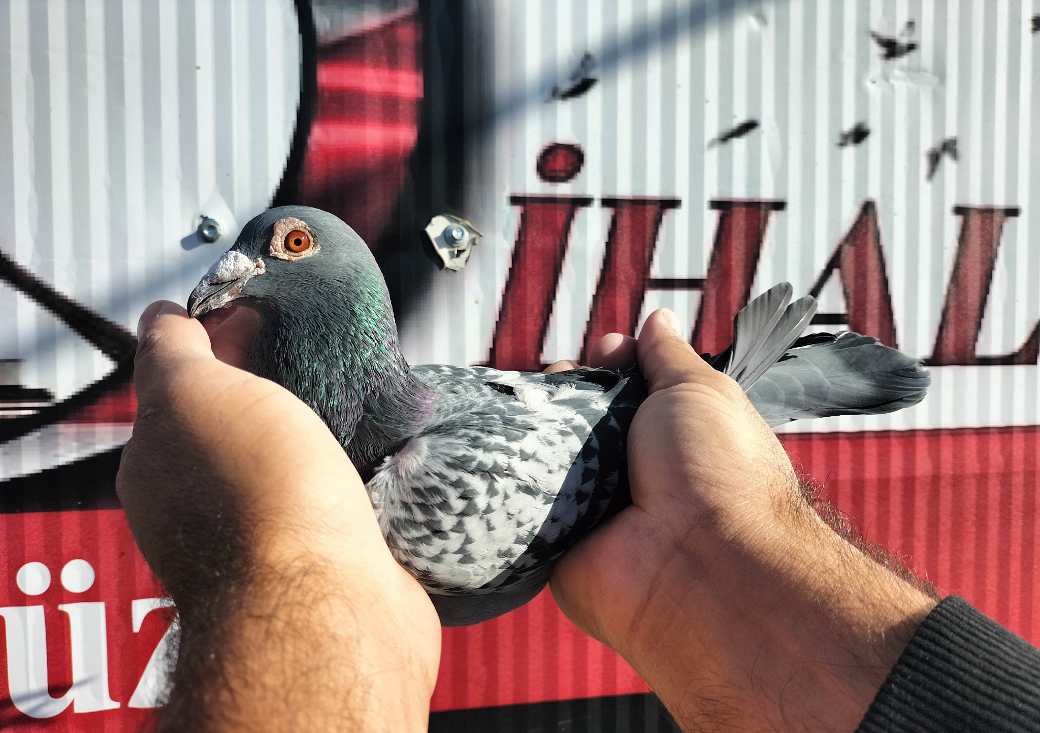 TR-22-21-03620 JOS SOONTJENS GABY VANDENABEELE 