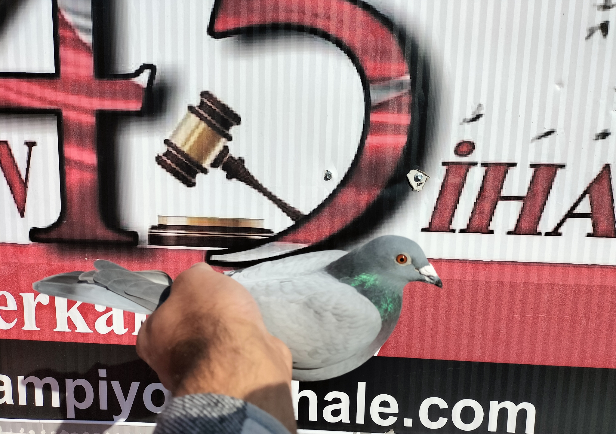 TR-24-16-06801 ALTMİKS-SOUDY-PİGEONS IGO FRANS 