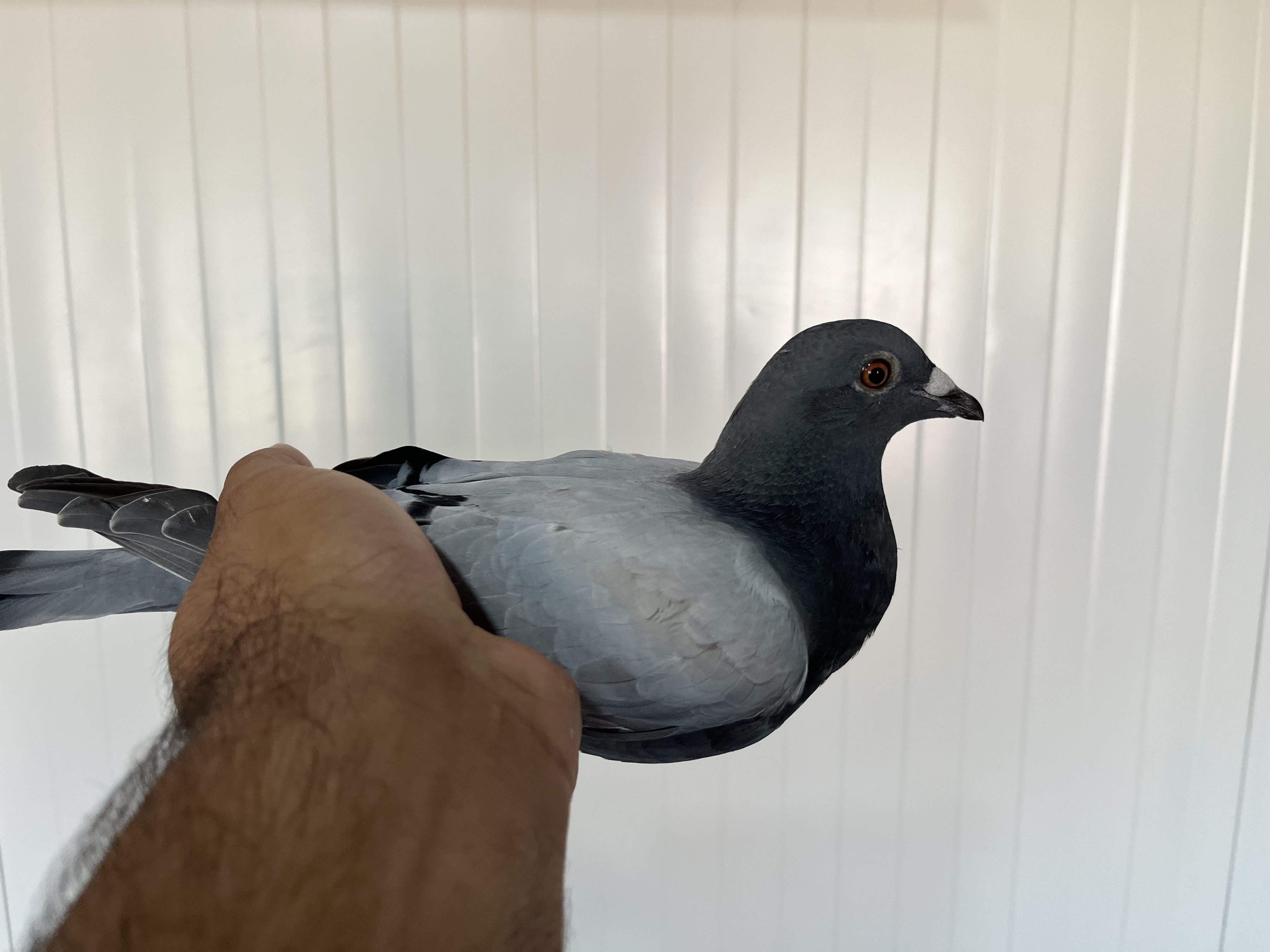 TR-25-16-20433 ERKEK 