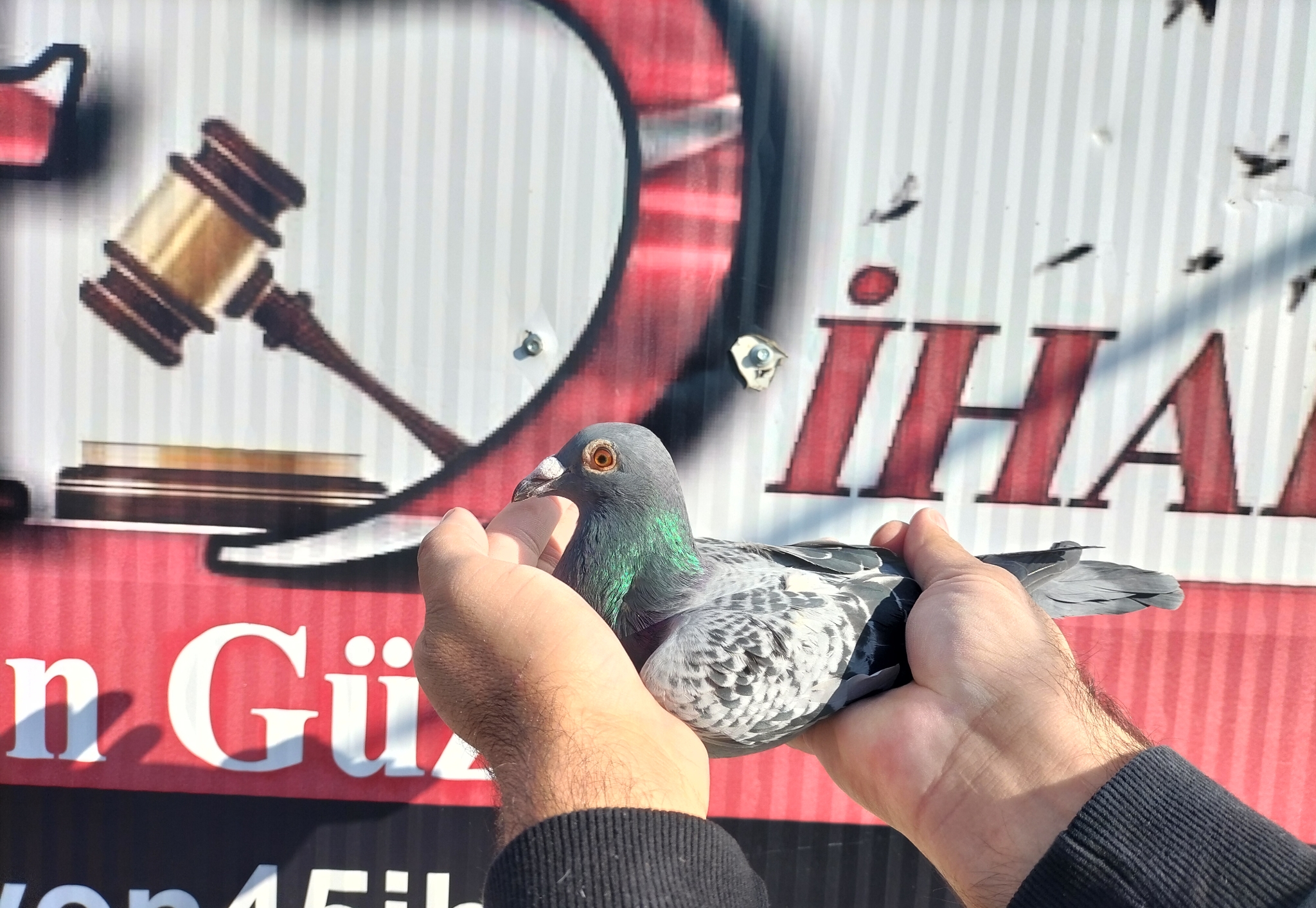 TR-25-35-00957 ORG ŞAMPİYON BROTHERS 