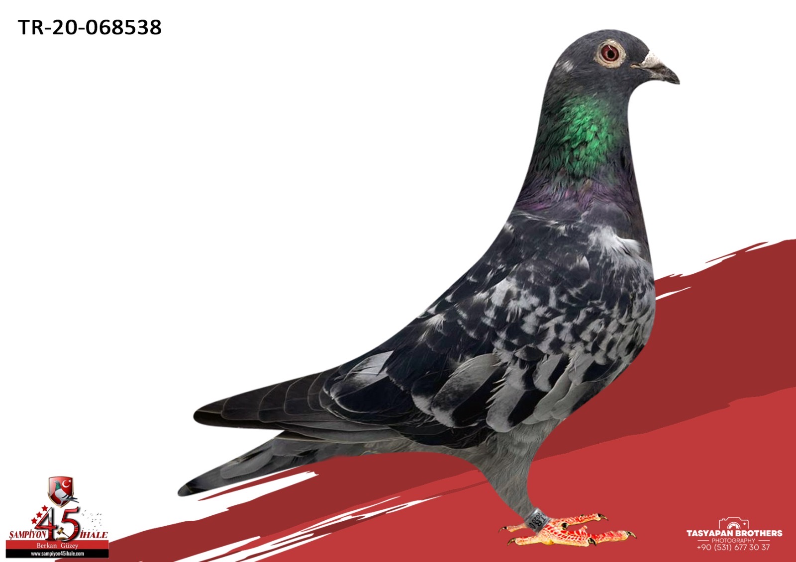 TR-20-068538 DE WİTBUİK GUUS DE WİTBUİK