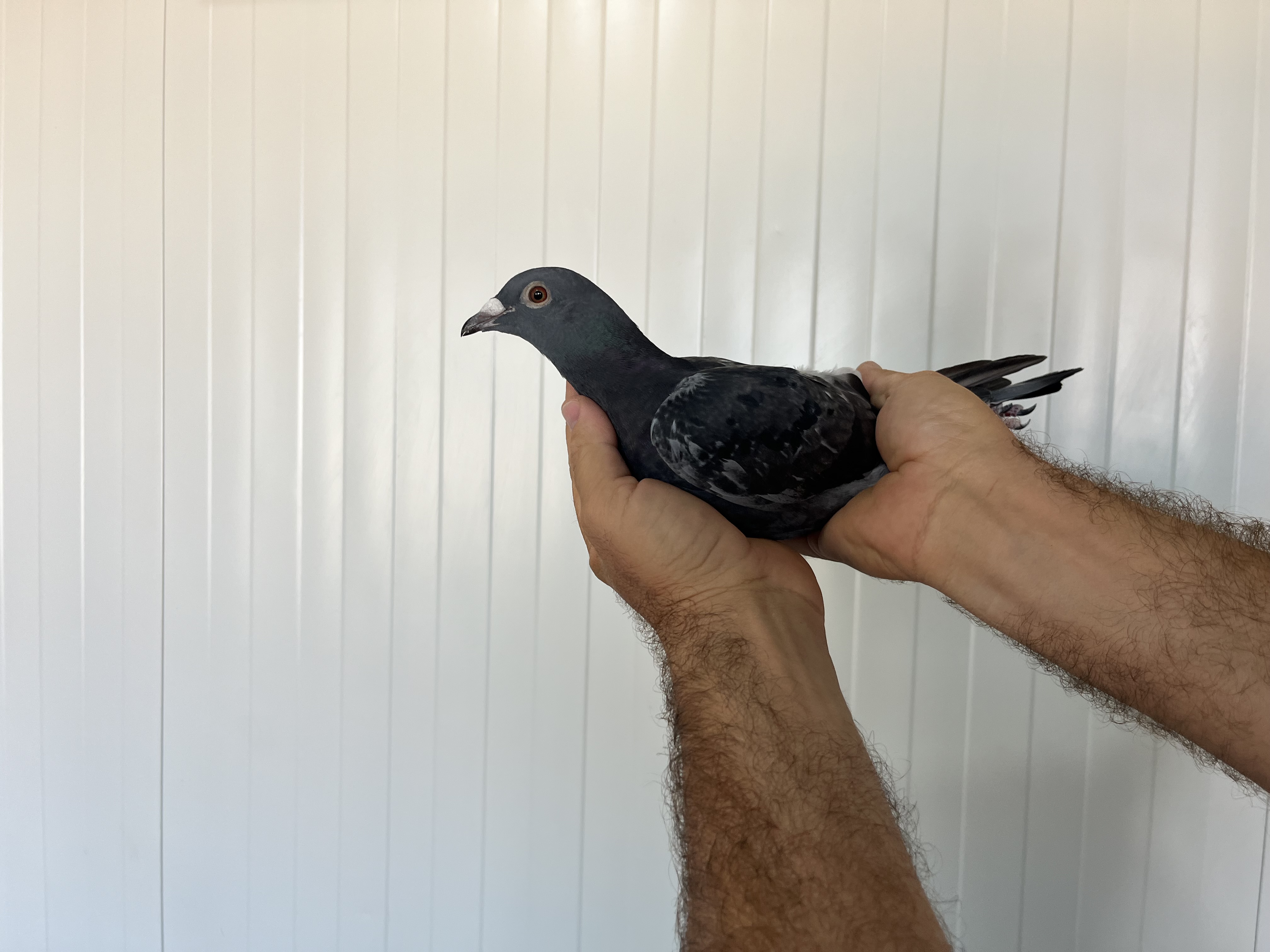 TR-25-16-20417 DİŞİ 