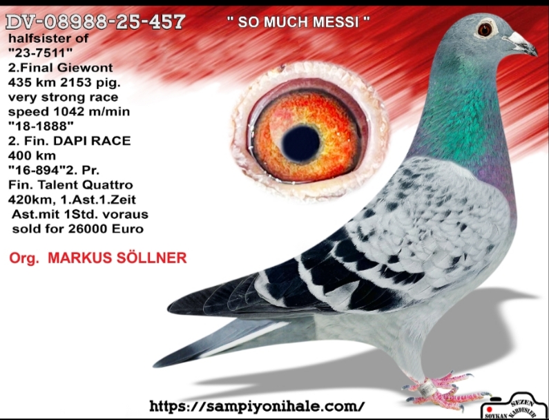DV-08988-25-457 MARKUS SÖLLNER FCI ŞAMPİYONU 