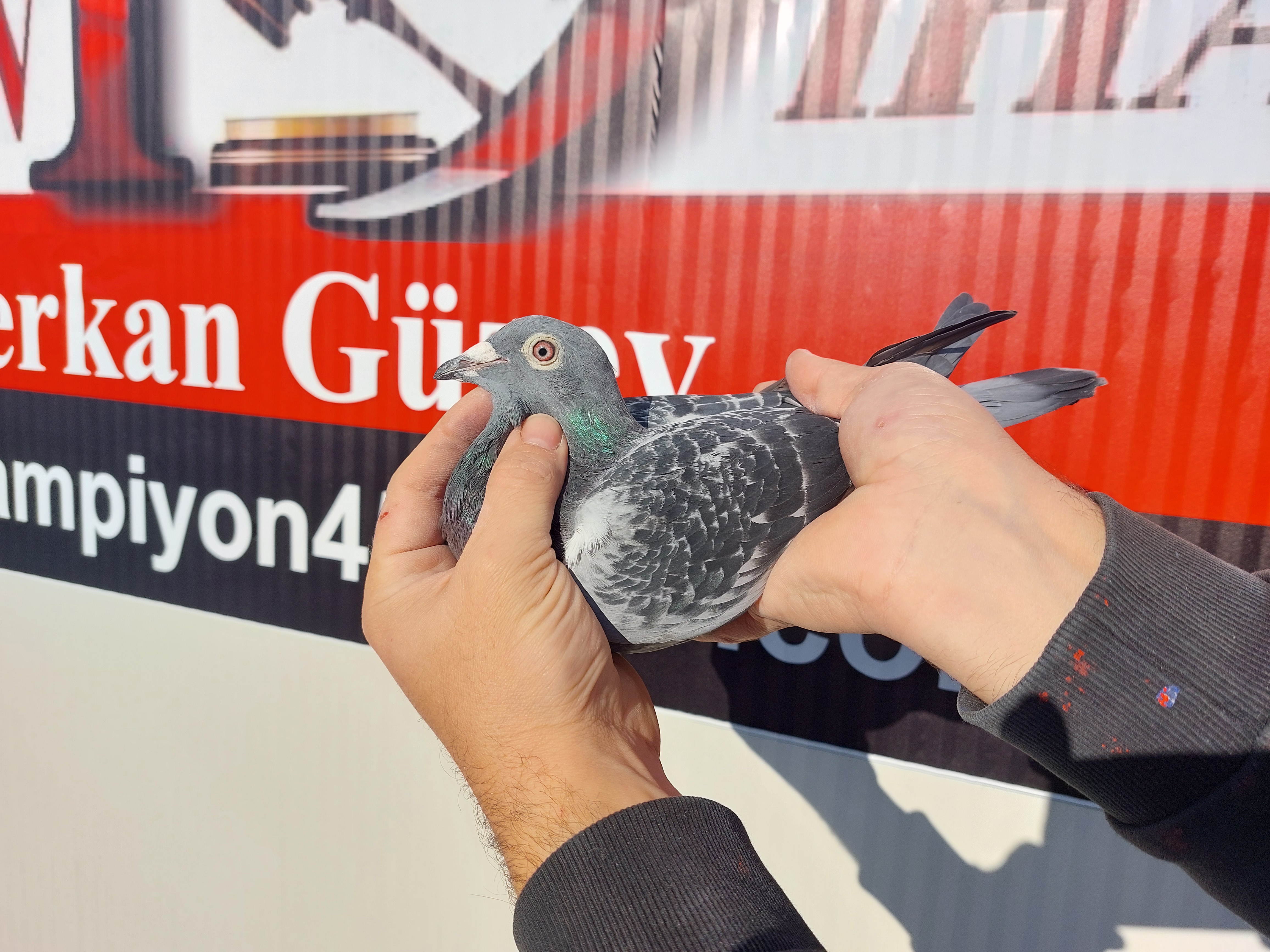 TR-22-34-15283 DiŞİ
