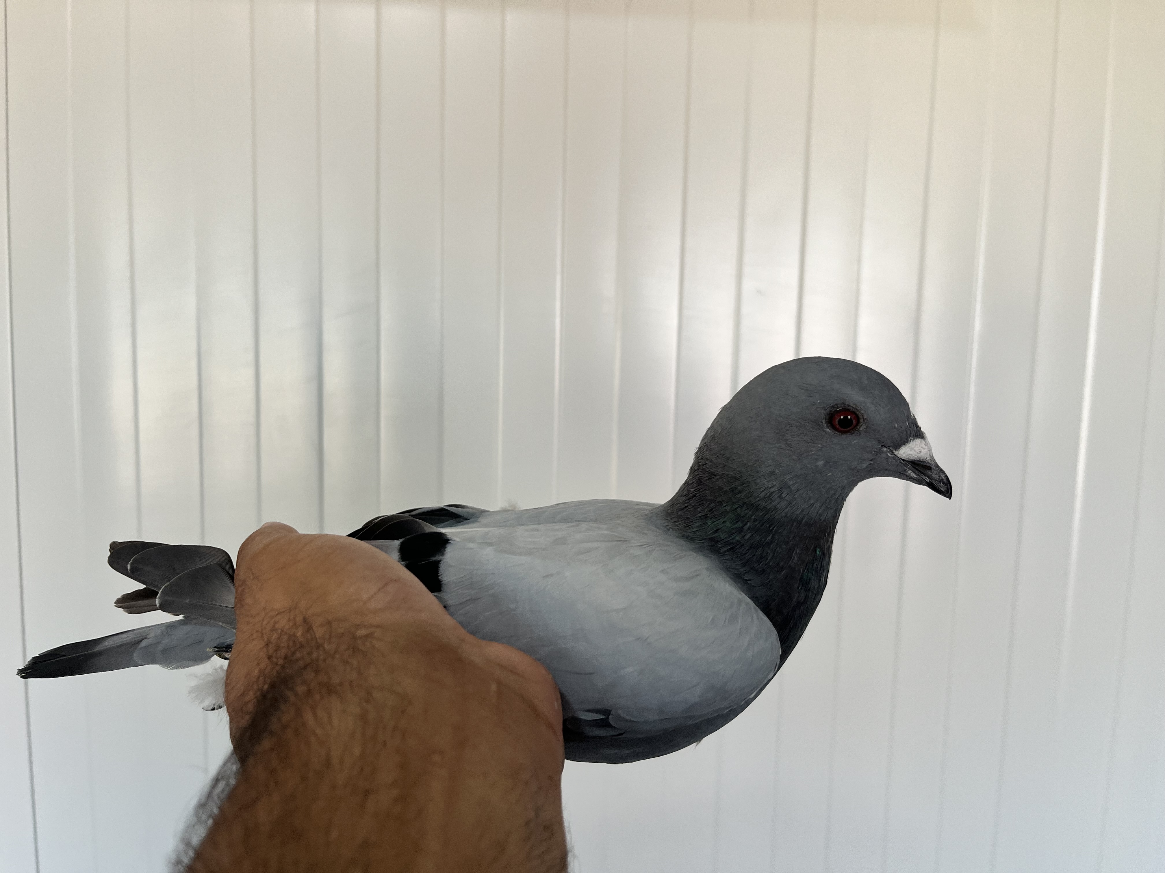 TR-25-16-20327 ERKEK 