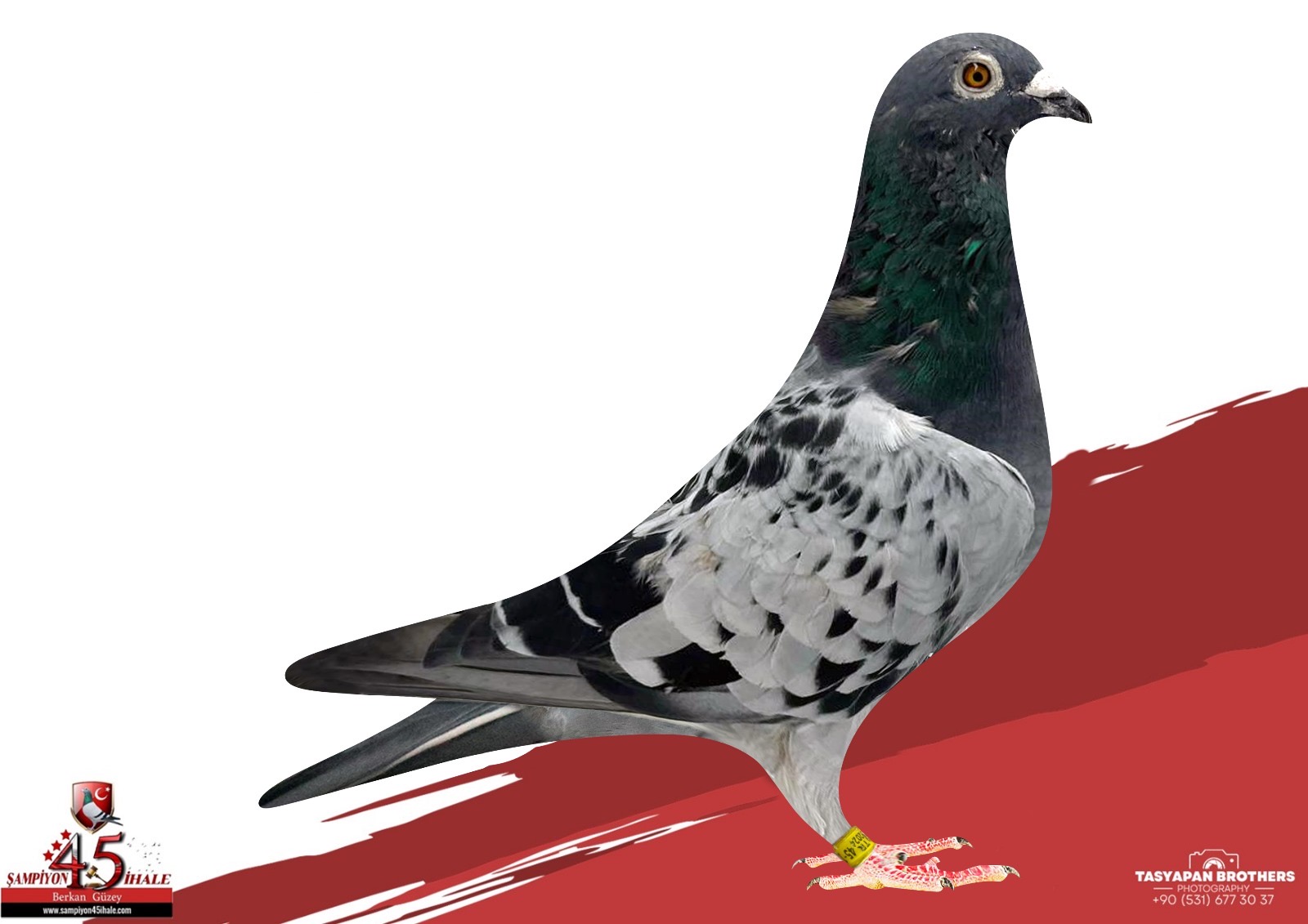 TR-15-129159 KOOPMAN PIRLANTA ORG TAYYAR BAŞARAN