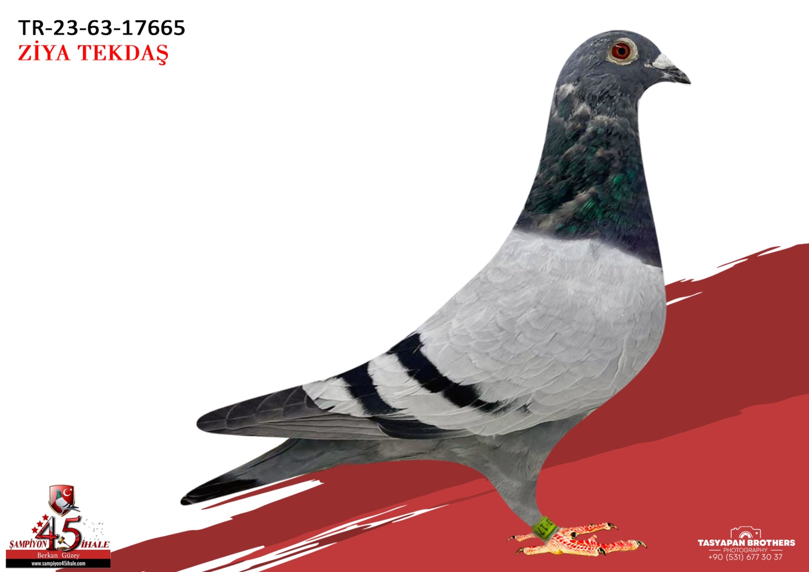 TR-23-63-17665 AFRİKAN 400 SG.STEFF 050 KOOPMAN 