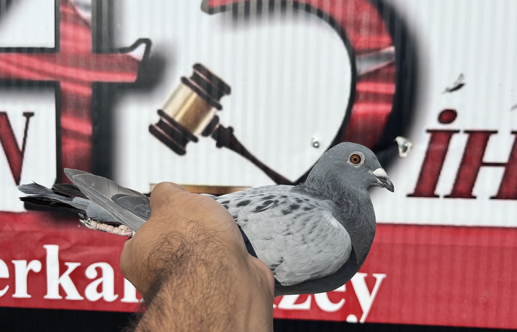 TR-16-20456 ZG Helios Zdenek PAVLİK ELEKTRO WOMEN