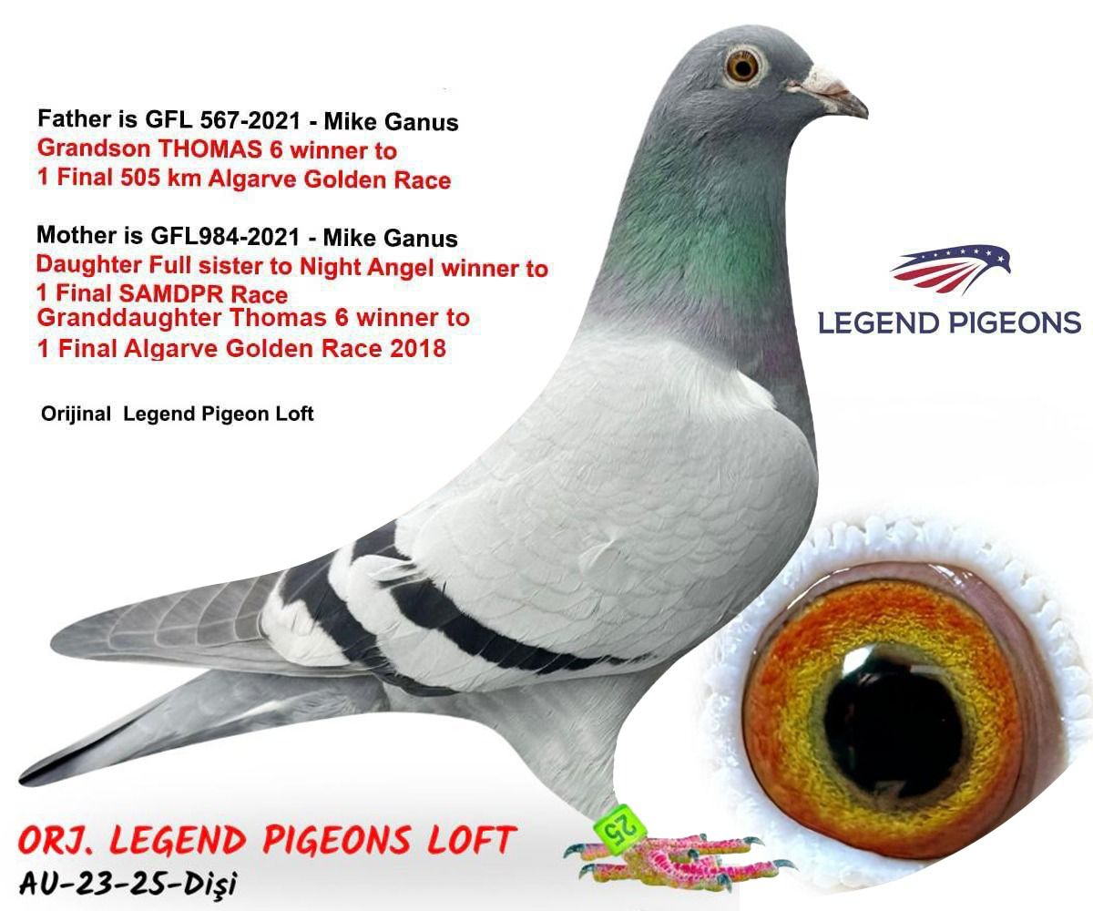 AU-25-2023 NIGHT ANGEL LEGEND PİGEONS 