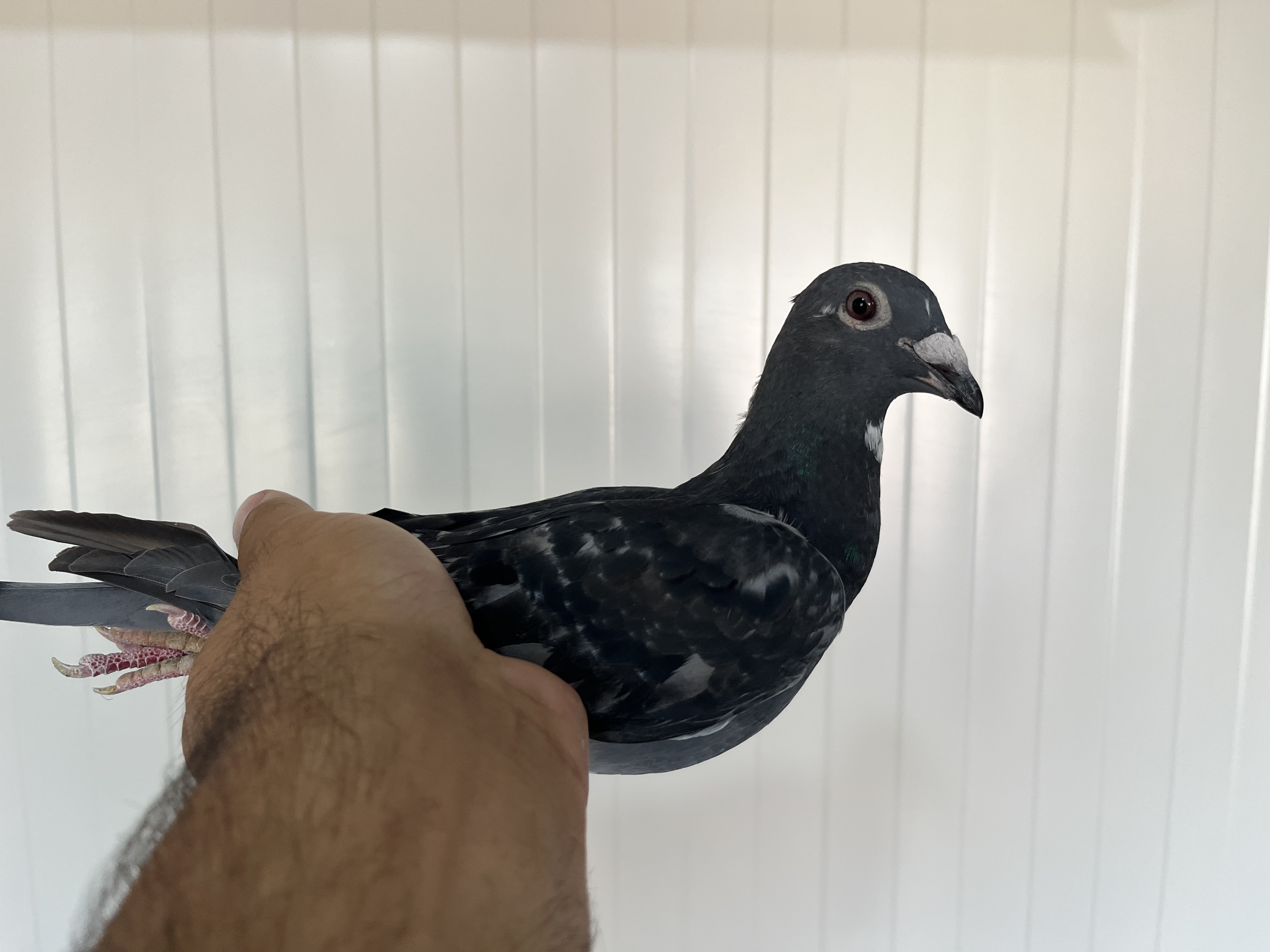 TR-25-16-20426 ERKEK 