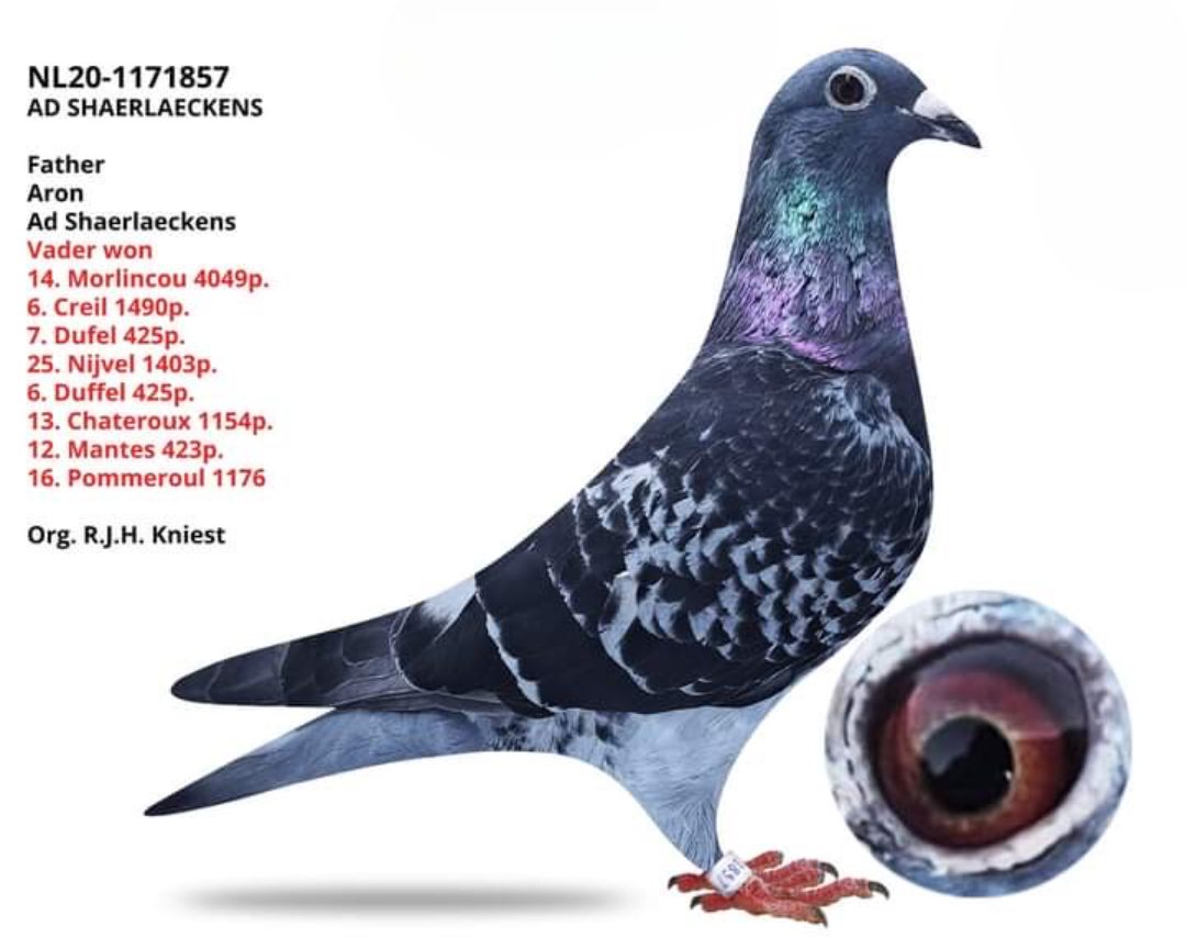 NL-20-1171857 AD SCHAERLAEKENS 