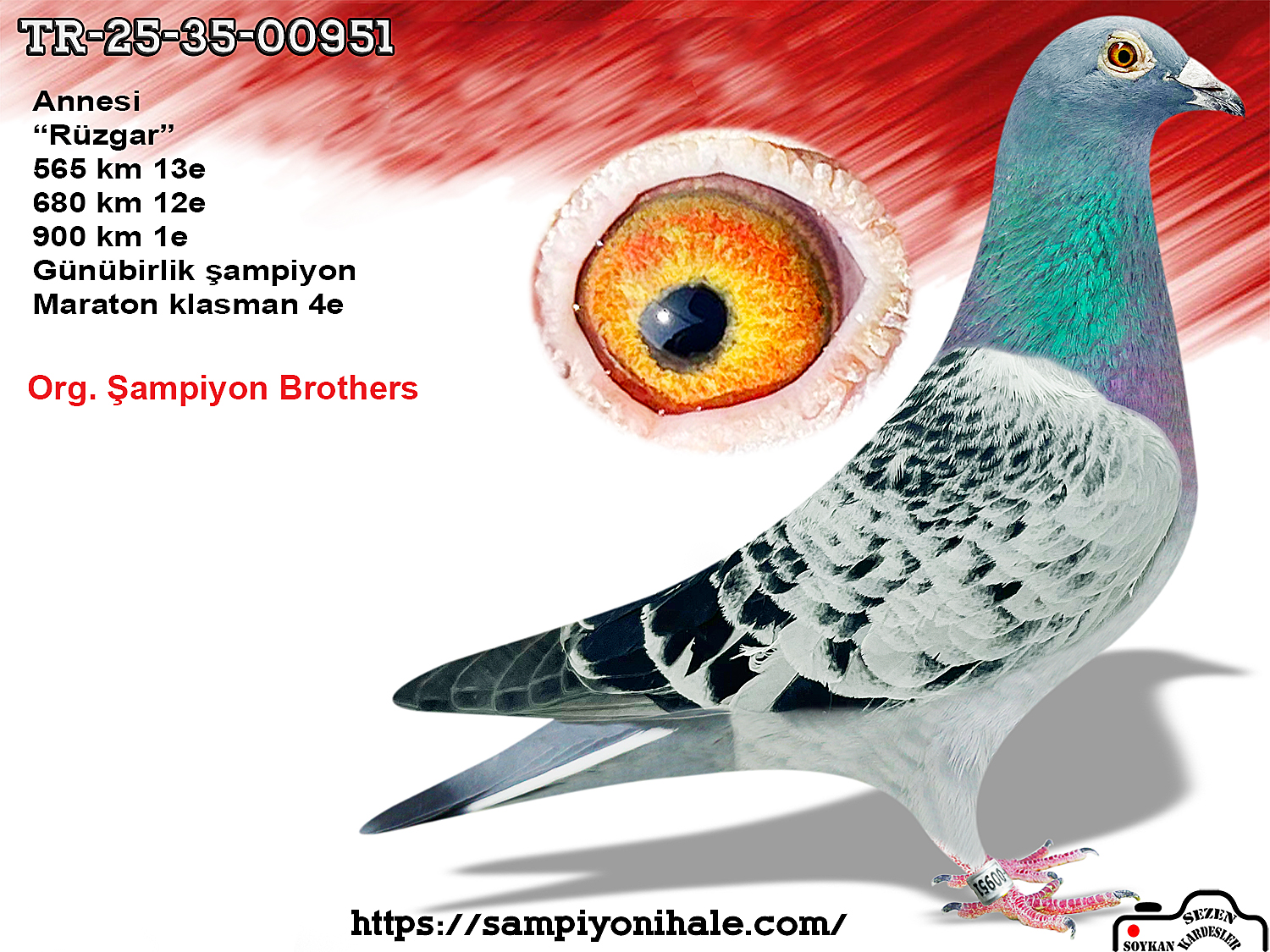 TR-25-35-00951 ORG ŞAMPİYON BROTHERS 