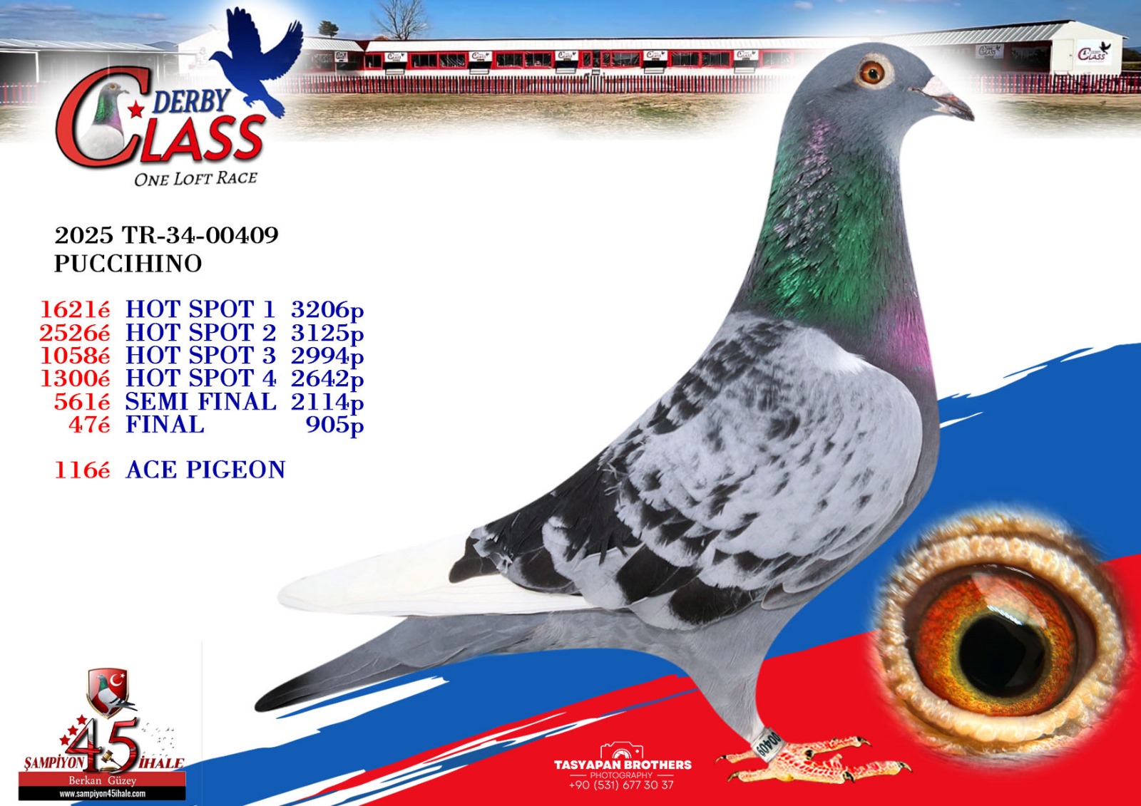 TR-34-00409 PUCCIHINO