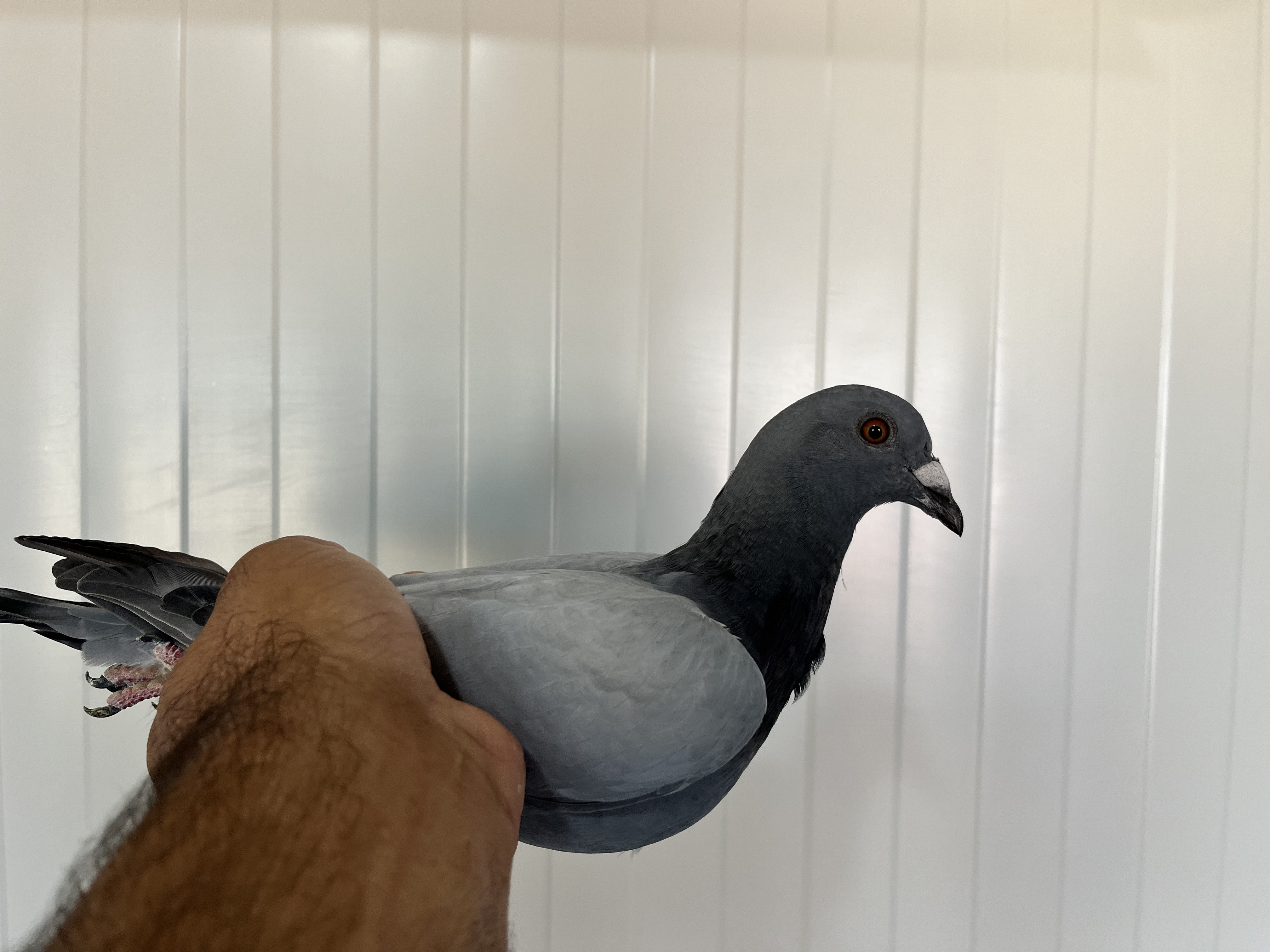 TR-25-16-20365 ERKEK 