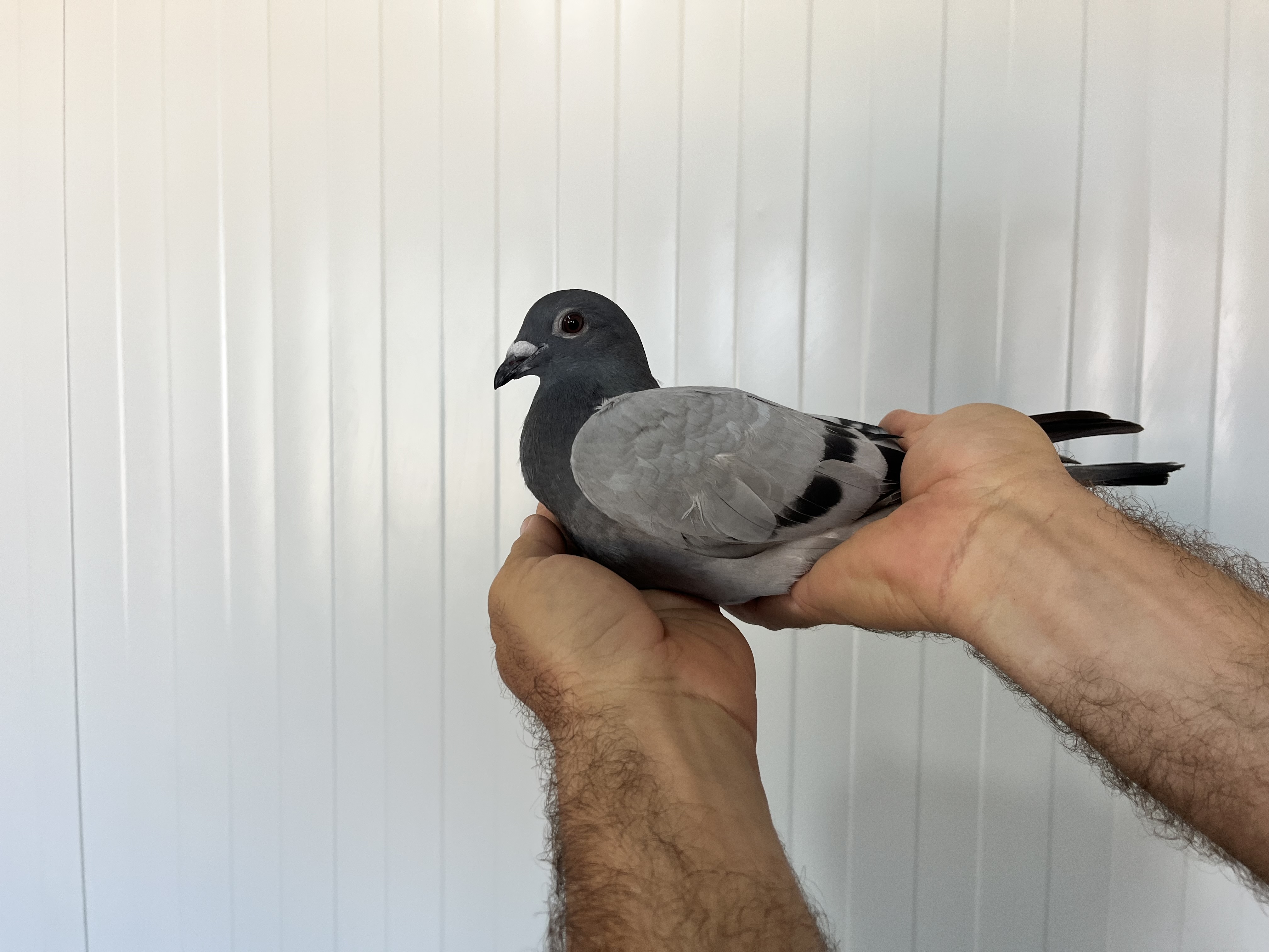 TR-25-16-20403 ERKEK 