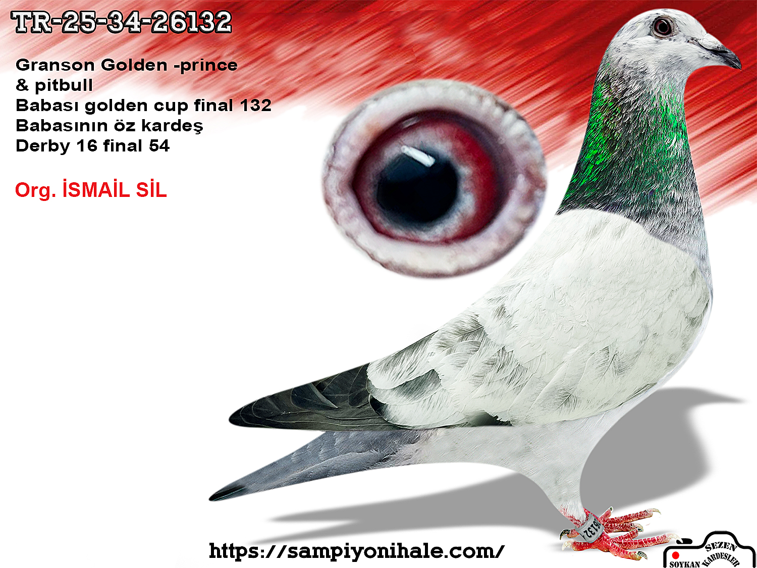 TR-25-34-26132 WHITE MAN PİTBULL GOLDEN PRINCE