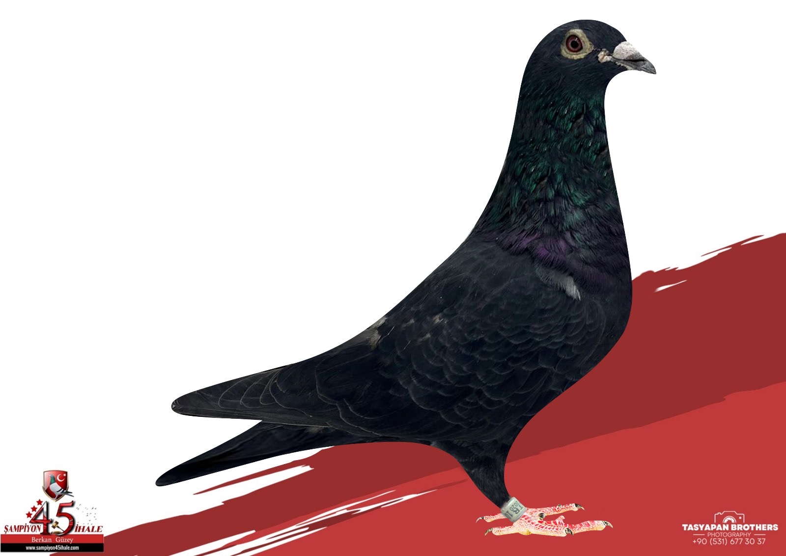 TR-20-108495 ORG KÖSE KARDEŞLER GABY/ VAN LOON 