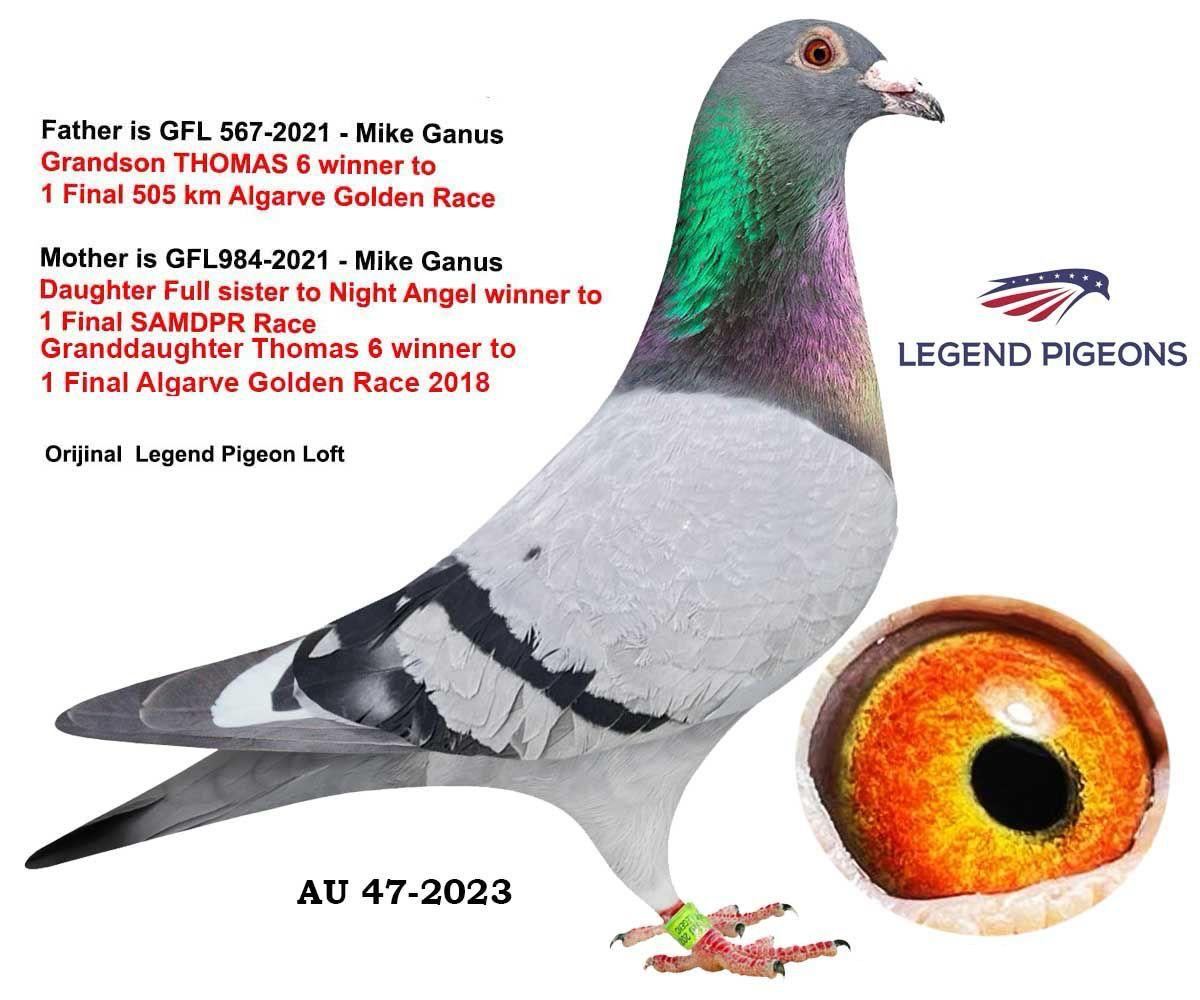 AU-47-2023 NIGHT ANGEL LEGEND PİGEONS LOFT 