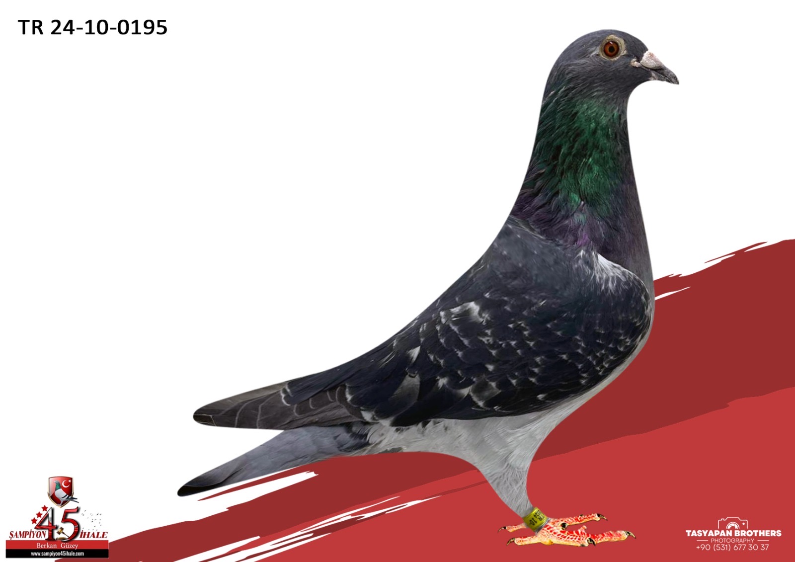 TR-24-10-0195 ORG ERKAN ÖZSEYHAN 