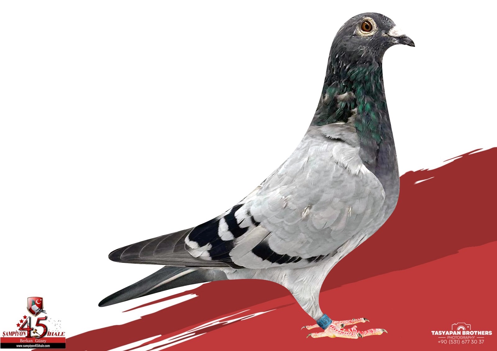 TR-21-040179 ORG BAYRAM YANIK LOUIS VAN LOON 