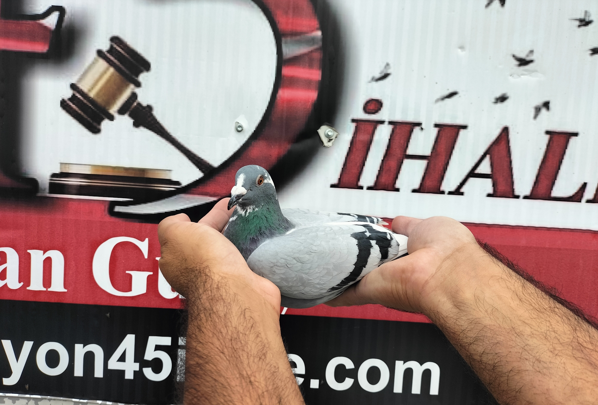 TR-25-16-20385 PORSCHE HURRICANE