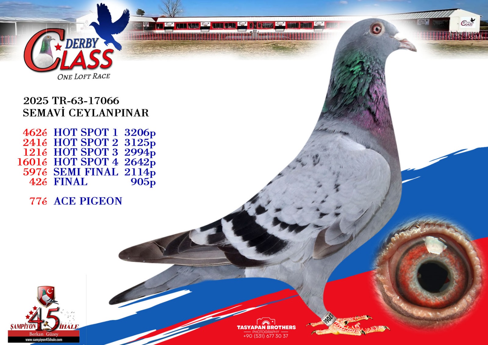 TR-63-17066 FİNAL 42 ACE PİGEON 77 SEMAVİ CEYLANPINAR