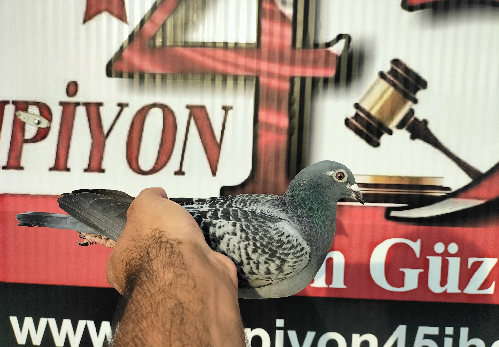 TR-24-45-11381 POLLİN MARC SÜPER KALİMANÇİ 