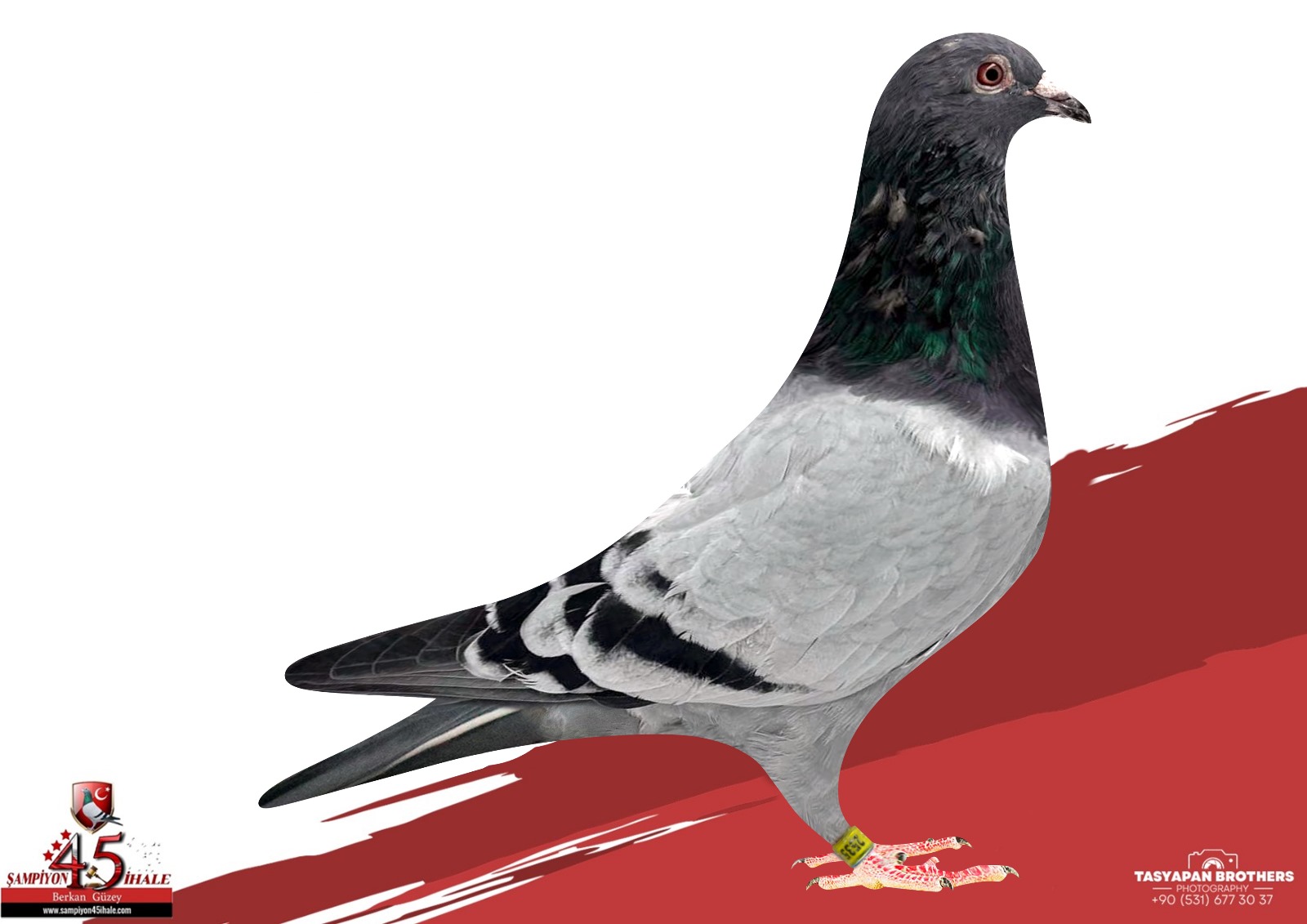 TR-39-24-2535 KOOPMAN VAN DE MERVE 