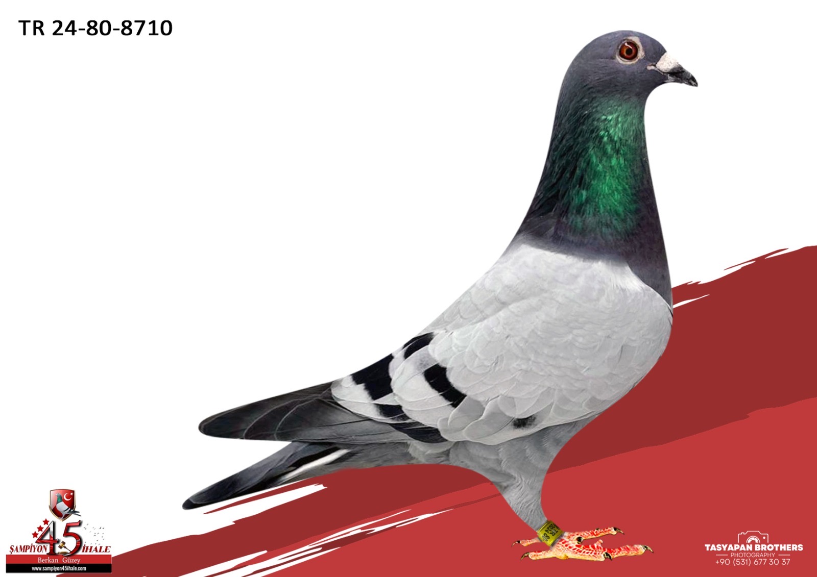 TR-24-80-8710 ORG SALİH AKSU THOMAS 6 SG STEFFL