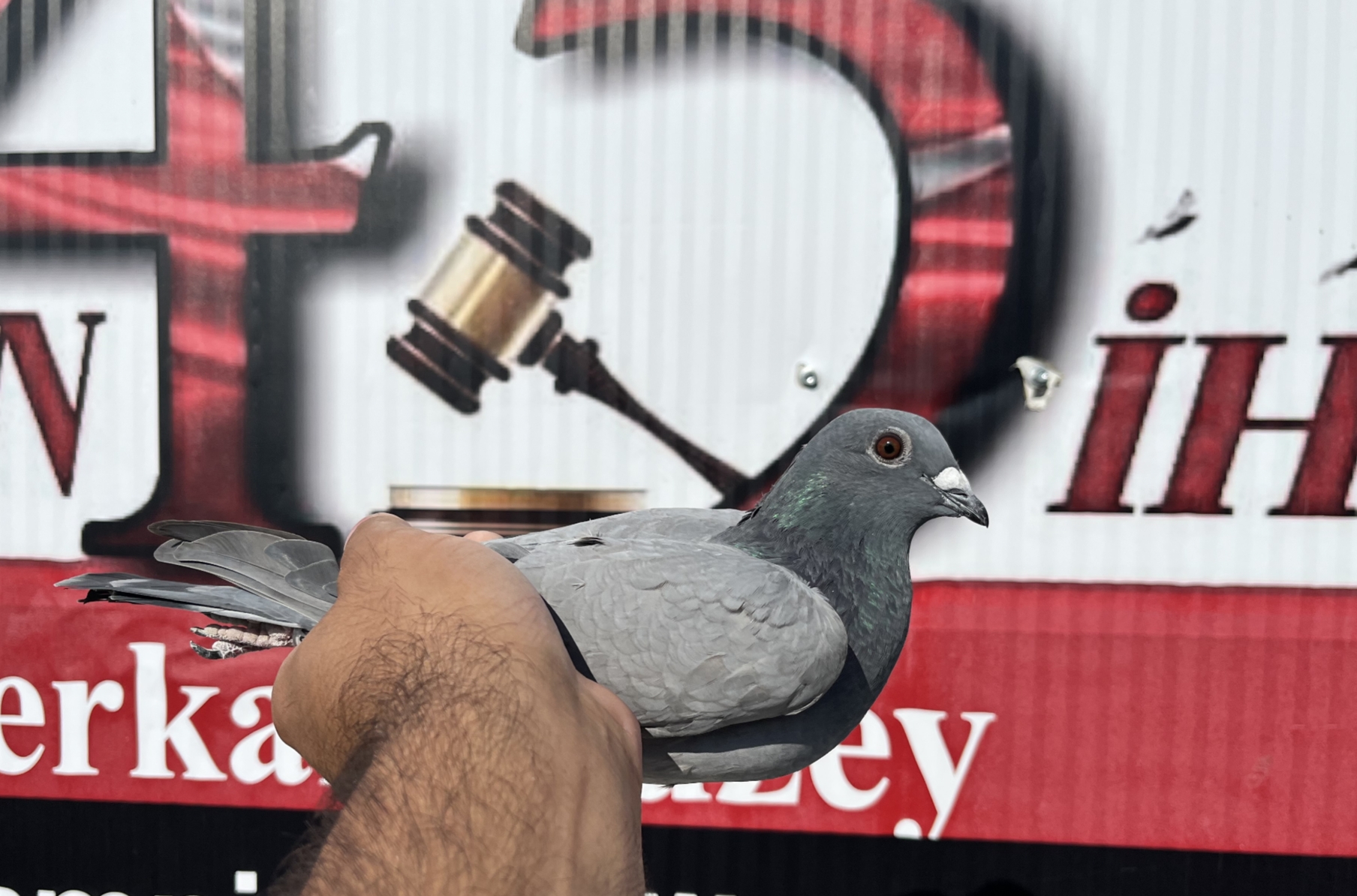 TR-16-20424 ZG Helios SABLON Zdenek PAVLİK 