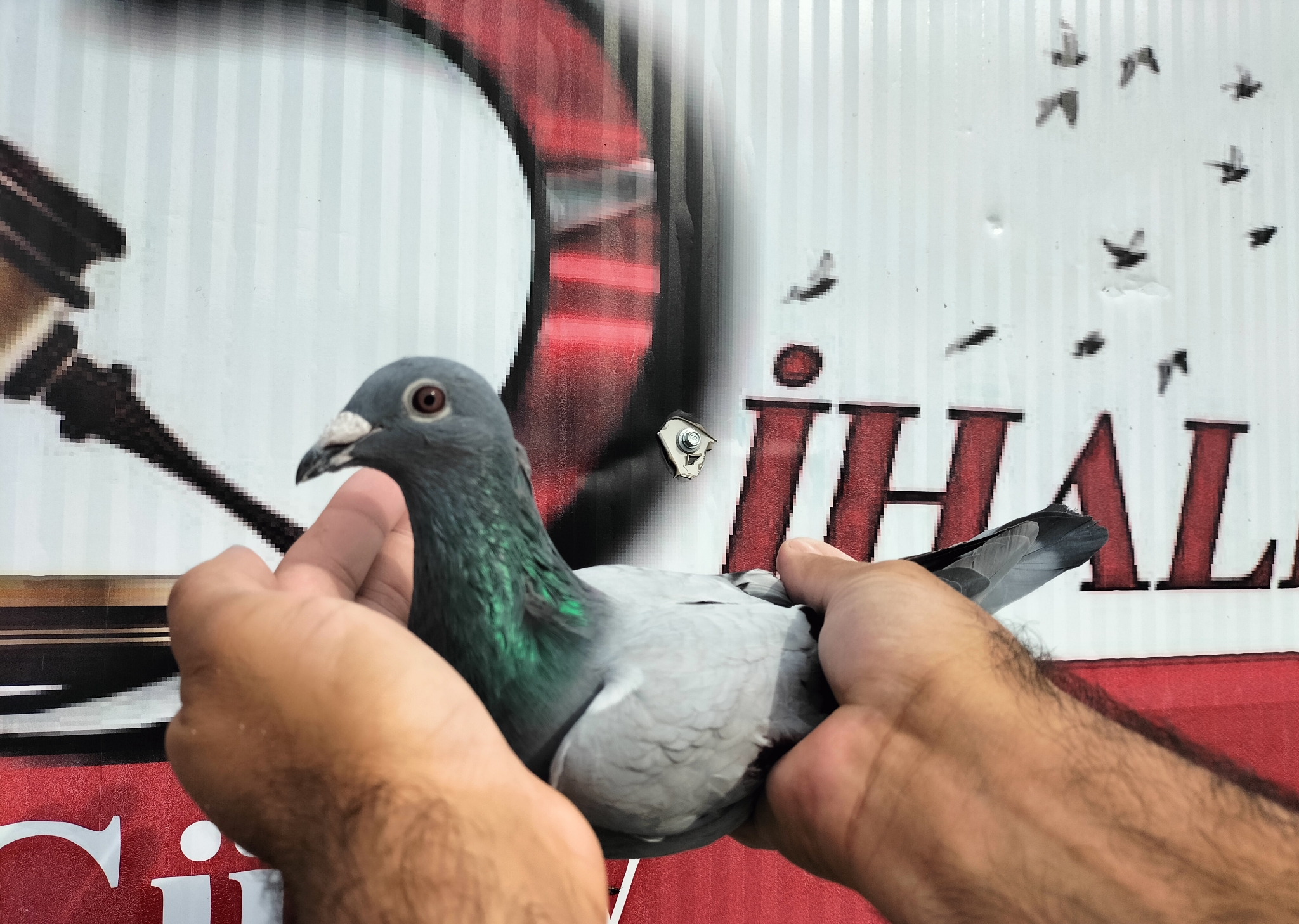 TR-25-16-20457 Z DENEK PAVLİK ROMEO 