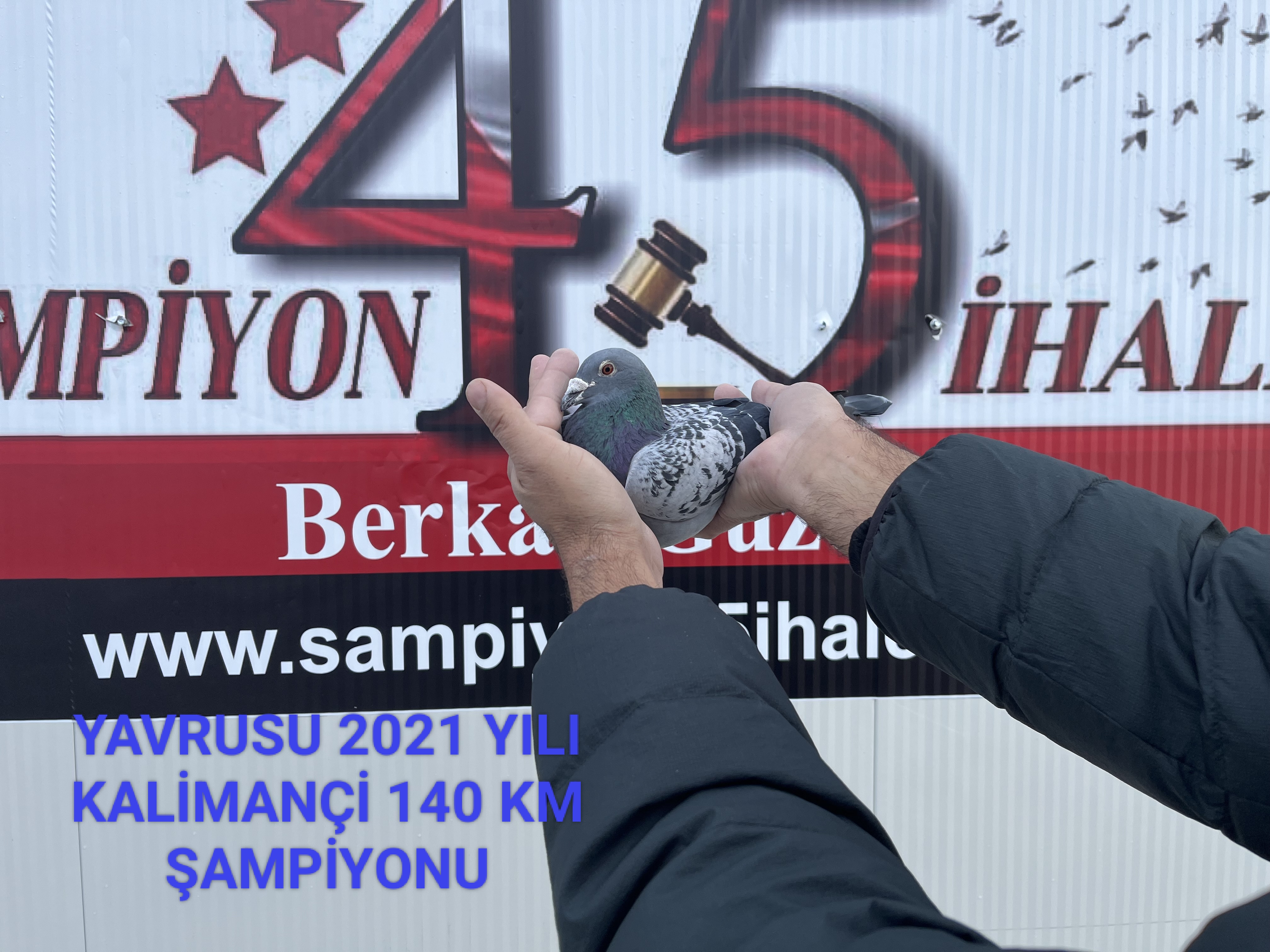 NL-20-1193649 ERKEK YAVRUSU 2021 YILI KALİMANÇİ 140 KM ŞAMPİYONU
