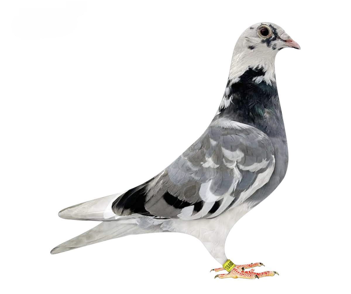 TR-24-16-20951 HARDY KRÜGER 