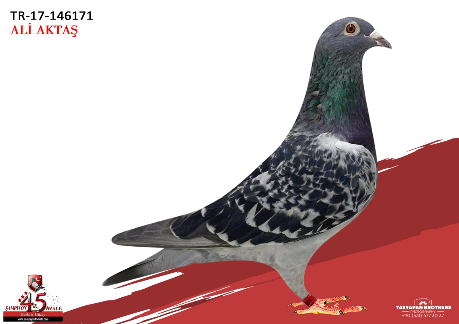 TR-17-146171 DARK CHEGUER ALPİNA REYNART İNBREED FİGO