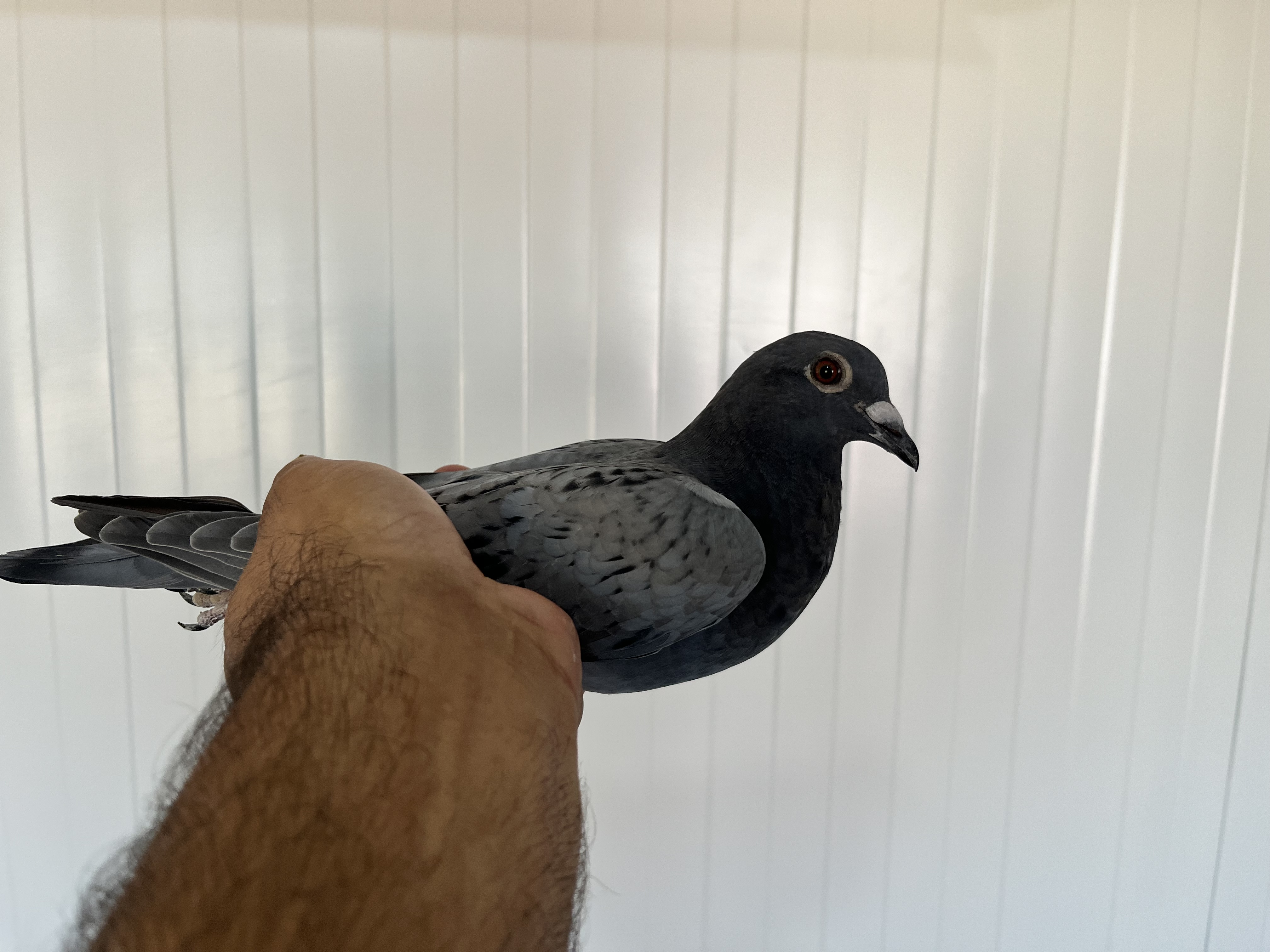 TR-25-16-20487 DİŞİ 