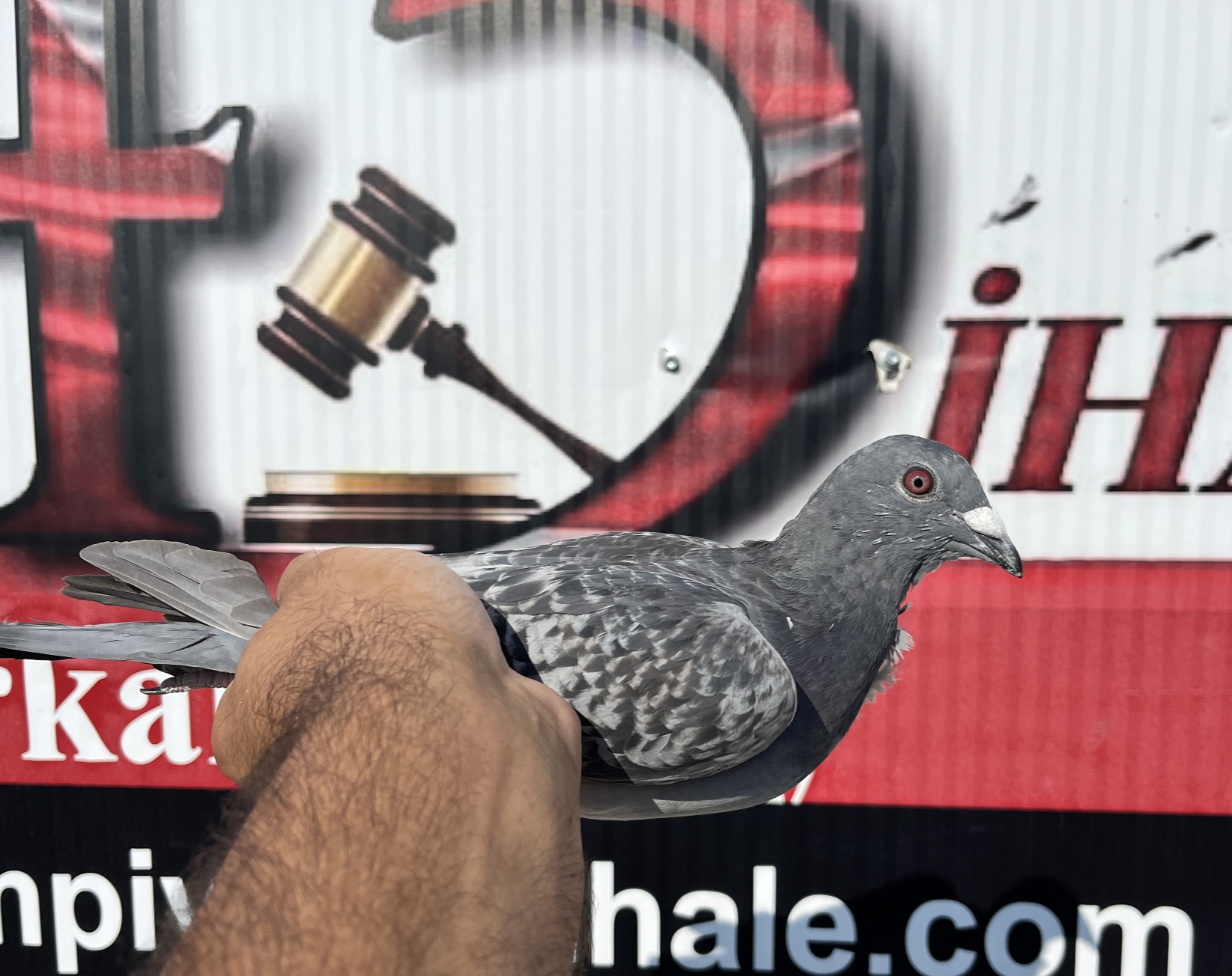 TR-16-20334 Zdenek PAVLİK BALKANIC BEST