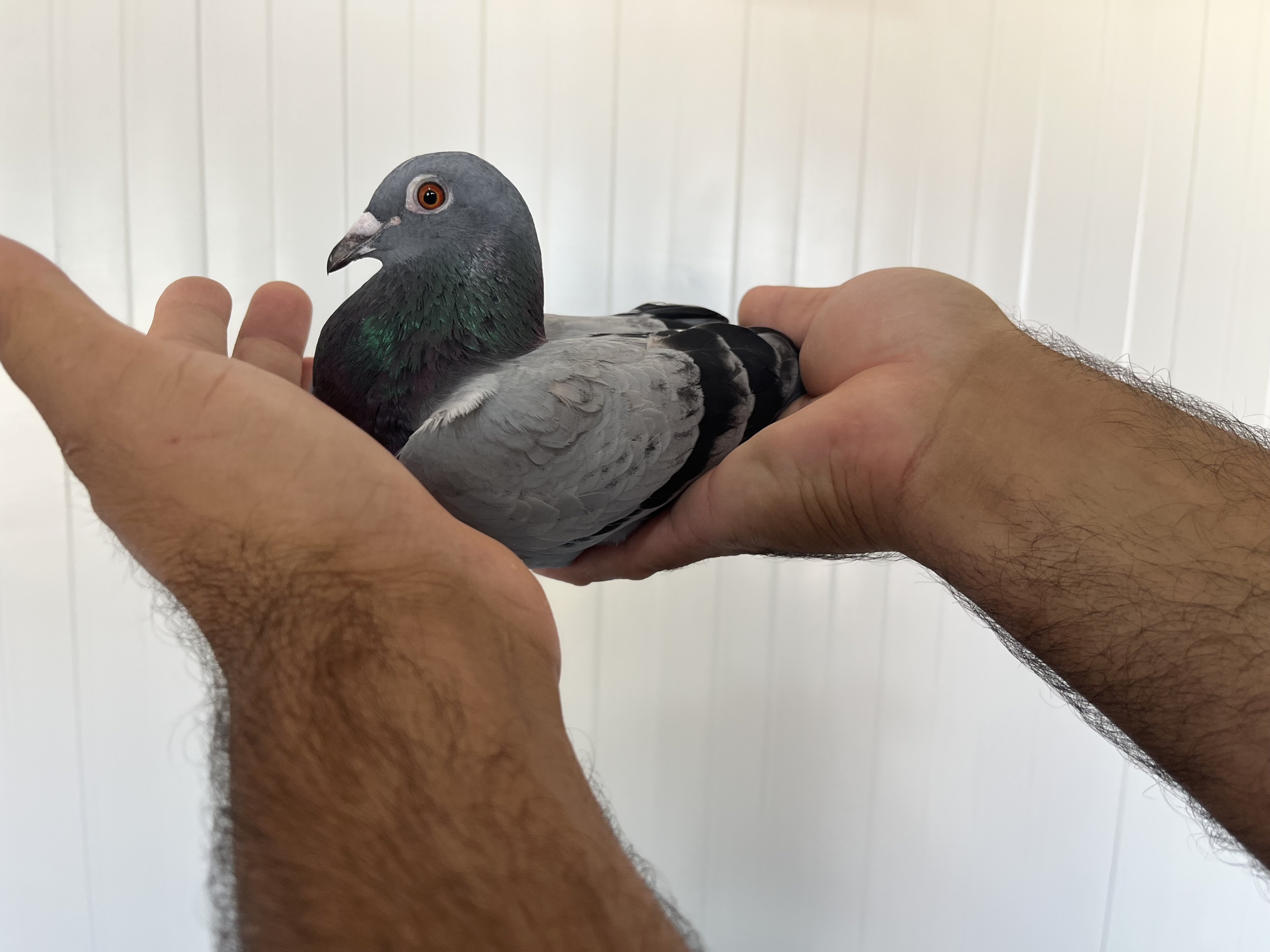 BG-24-002325 DİŞİ 