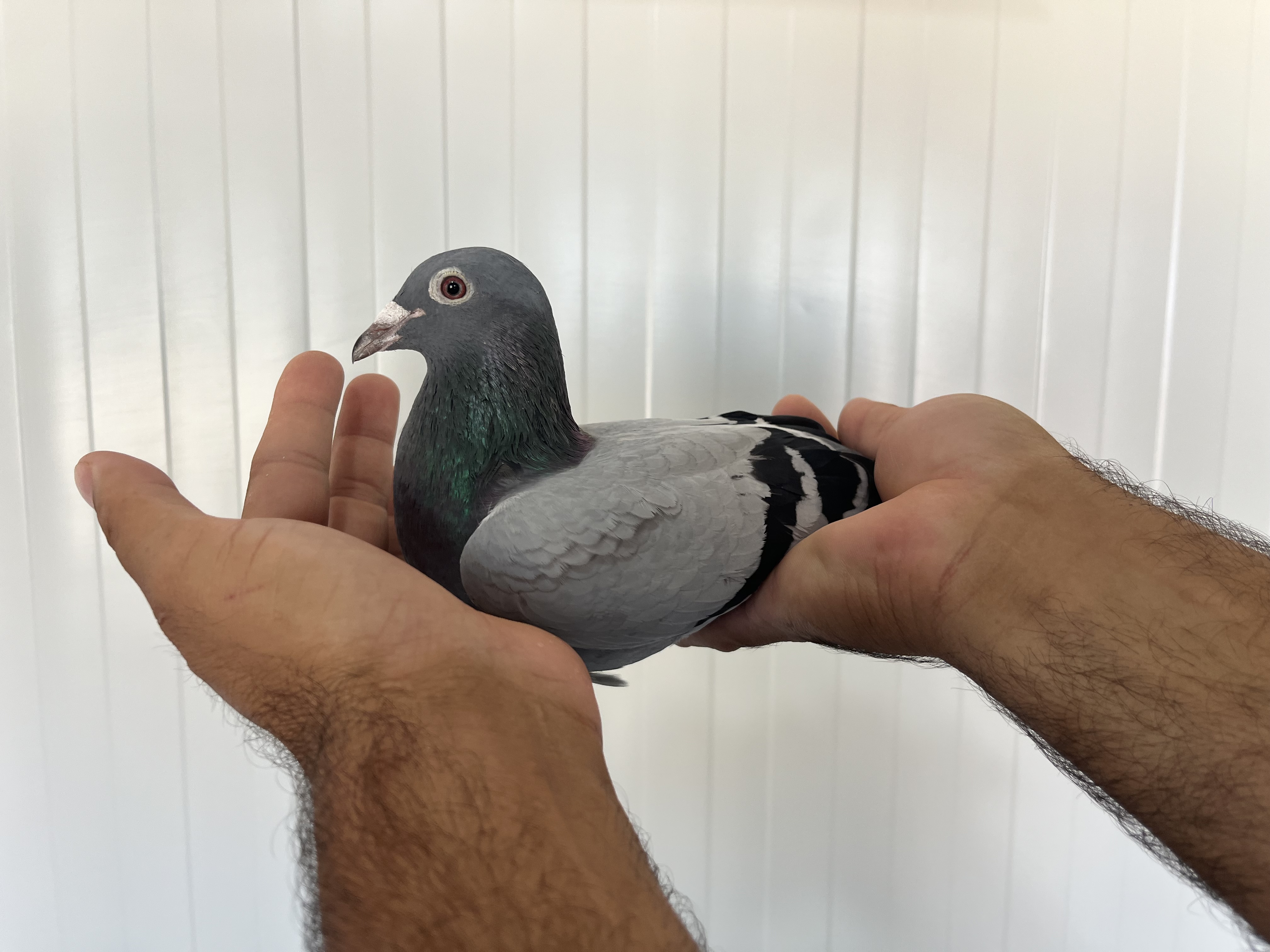 AUS-602-20-2314 DİŞİ 