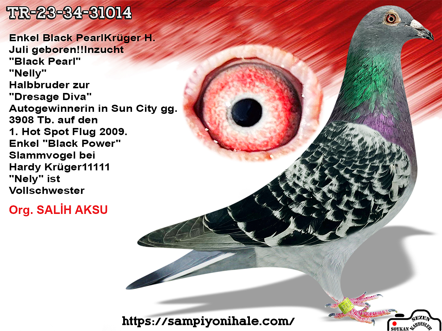 TR-23-34-31014 HARDY KRÜGER BLACK PEARL