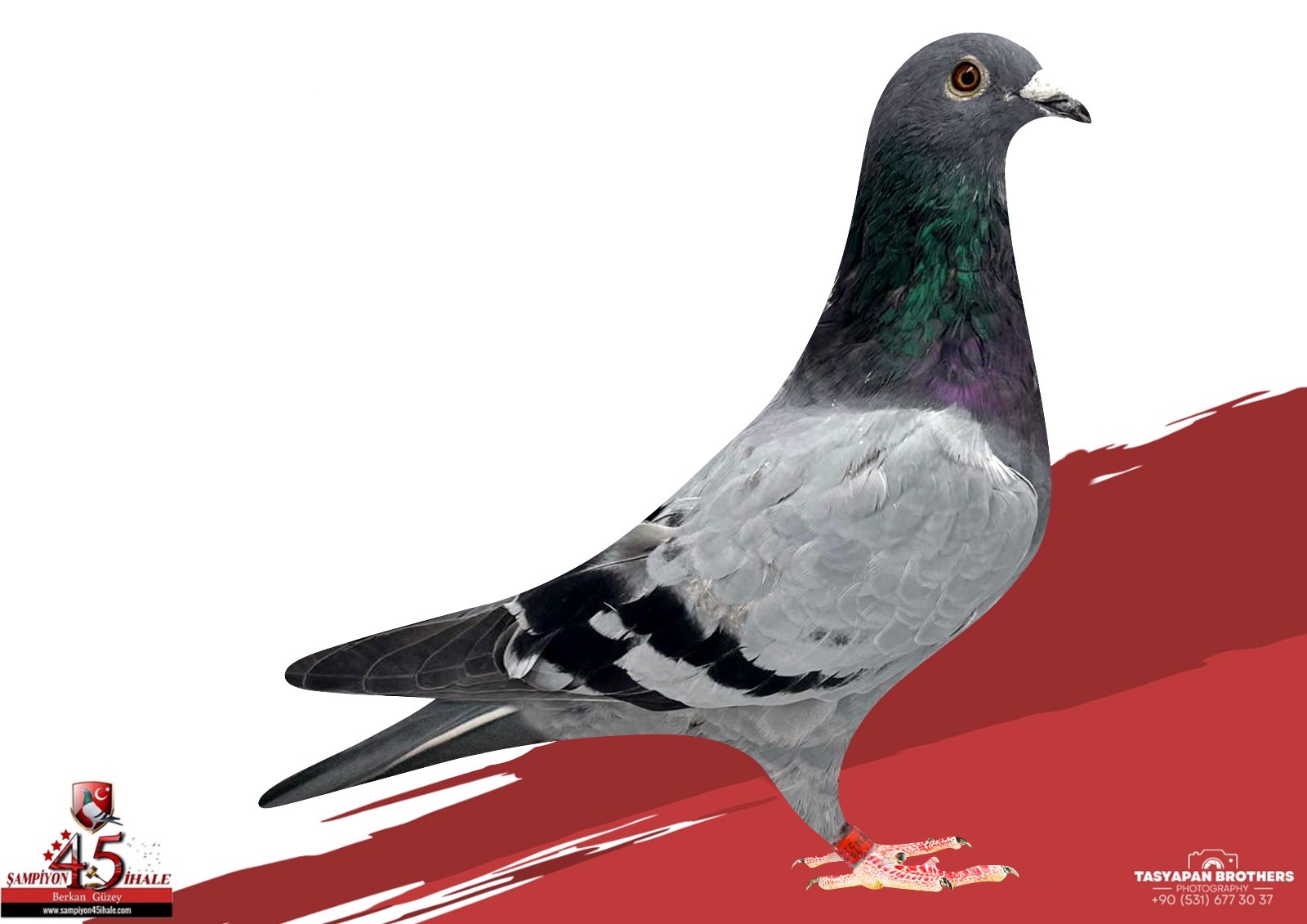 TR-22-34-32260 ORG SBT PİGEONS GREIPEL KİTTEL