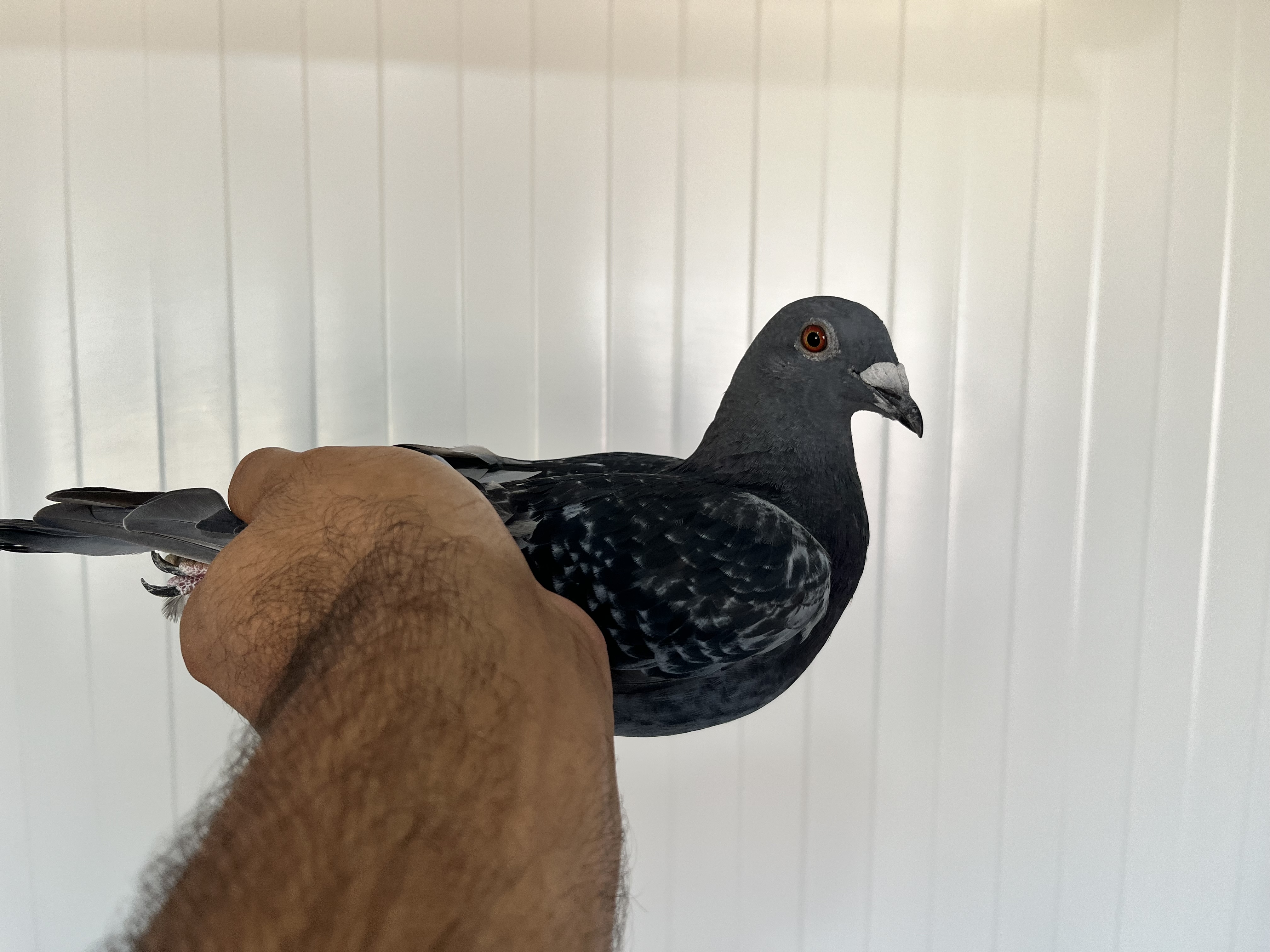 TR-25-16-20350 ERKEK 